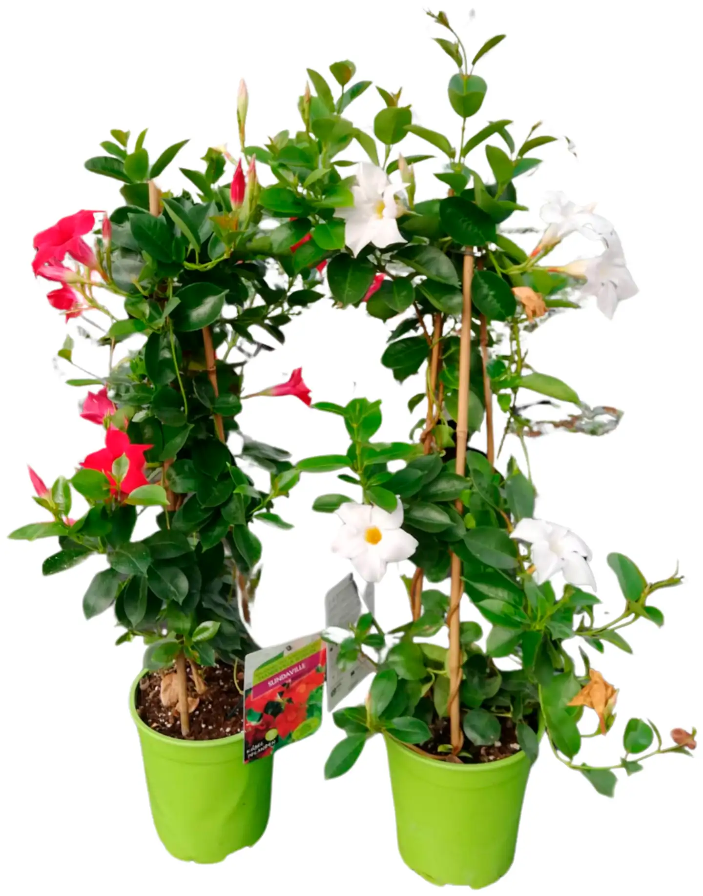 Heimosen Puutarha Maljaköynnös pyramidi 19cm