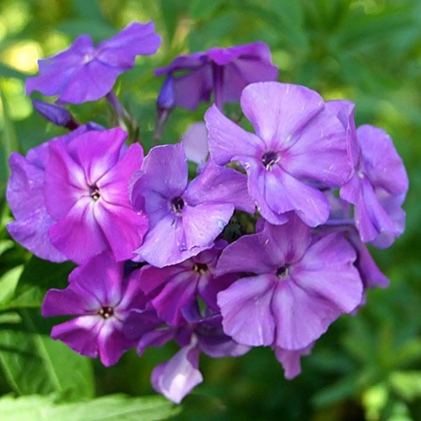 Syysleimu 'Osmo Heikinheimo' Phlox paniculata