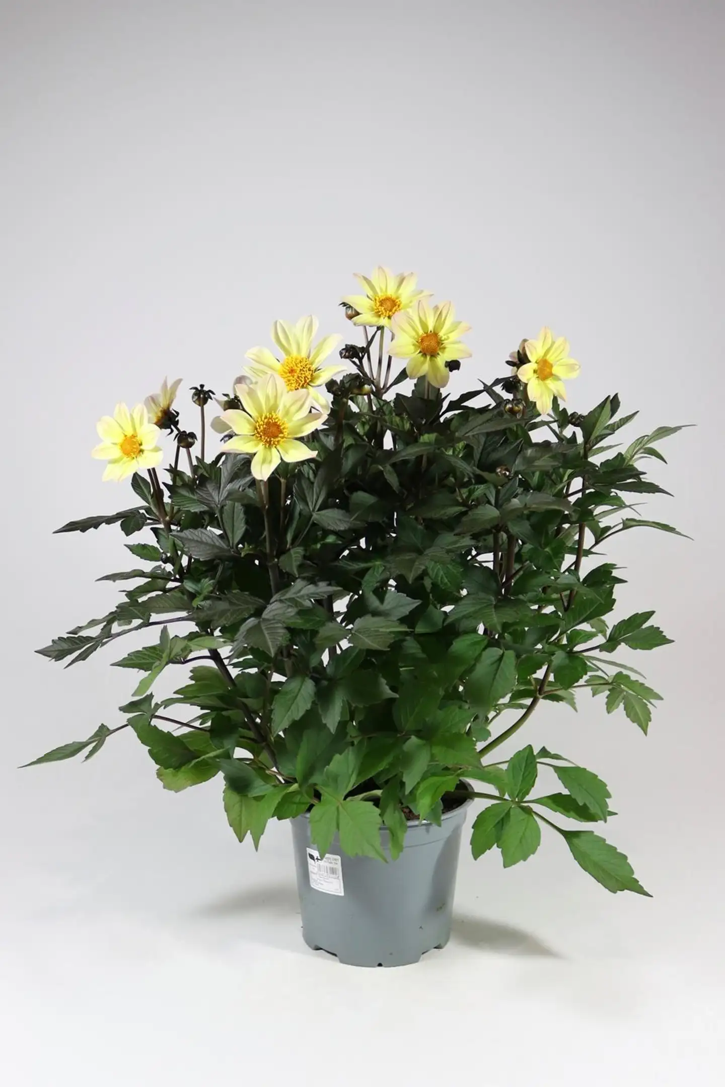 Patio daalia 'Happy Days' Mix 19 cm - 3