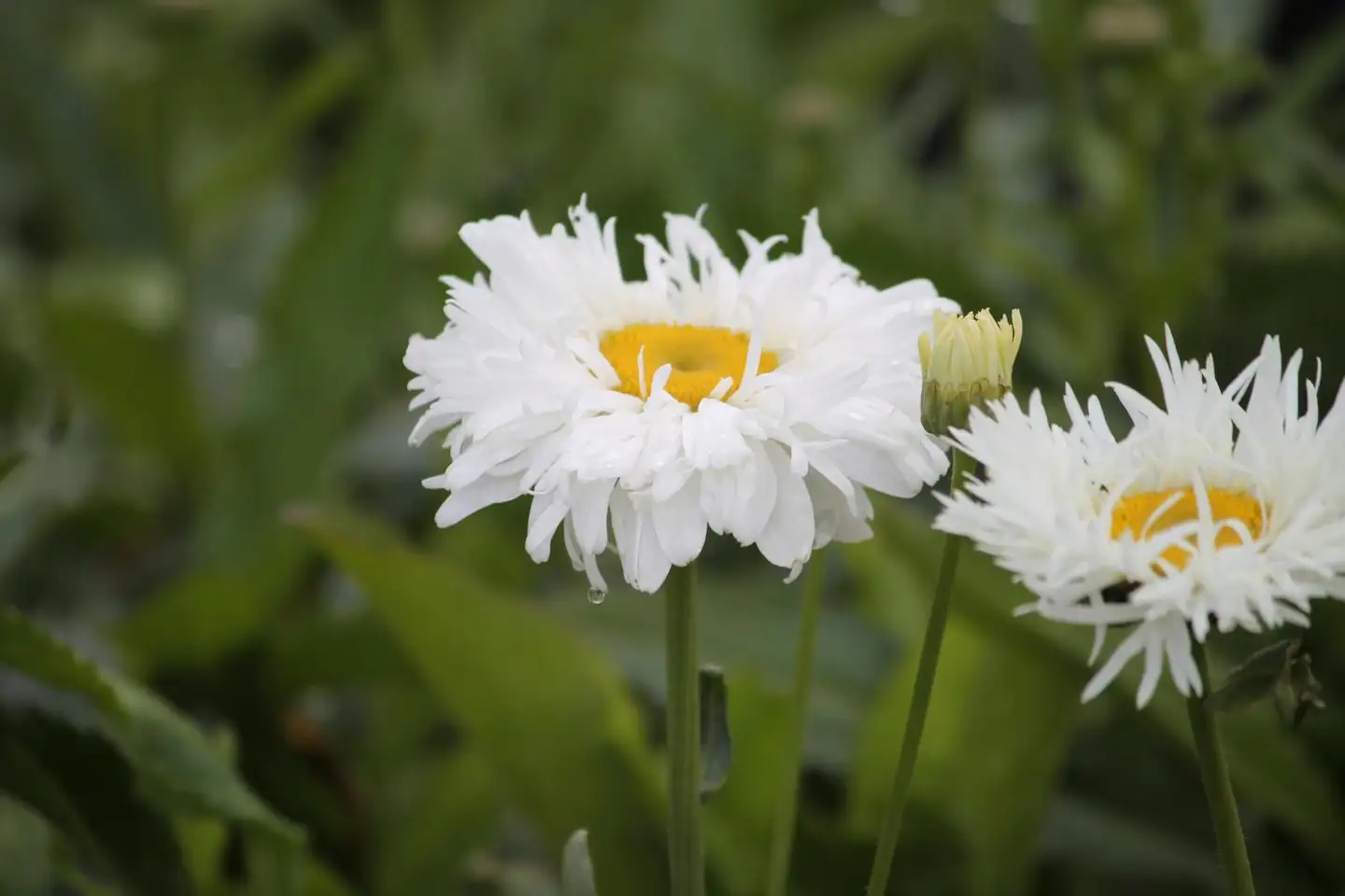 Päivänkakkara 'Snowdrift' Leucanthemum x superbum