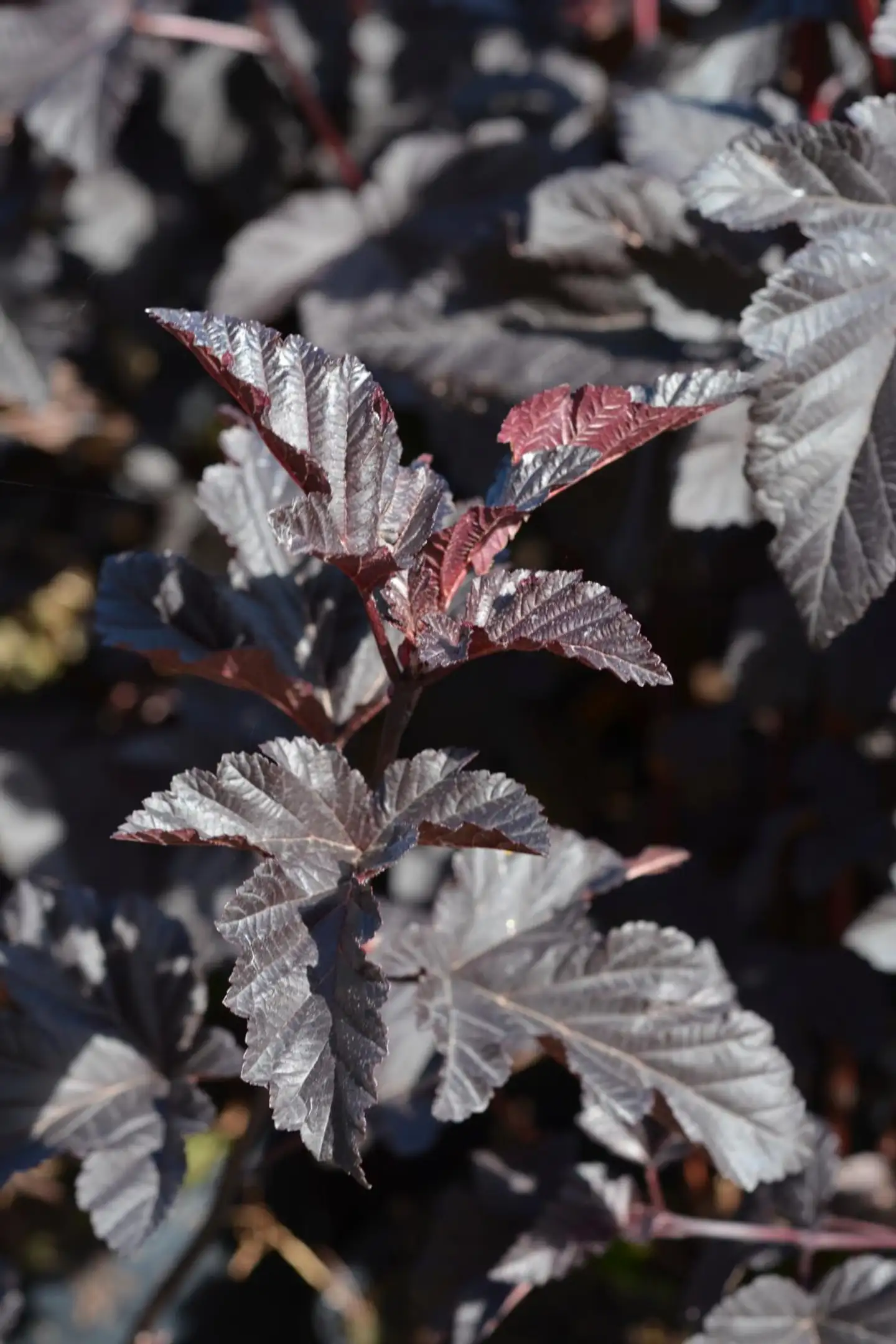 Purppuraheisiangervo 'Midnight' 3 l astiataimi Physocarpus opulifolius 'Midnight'