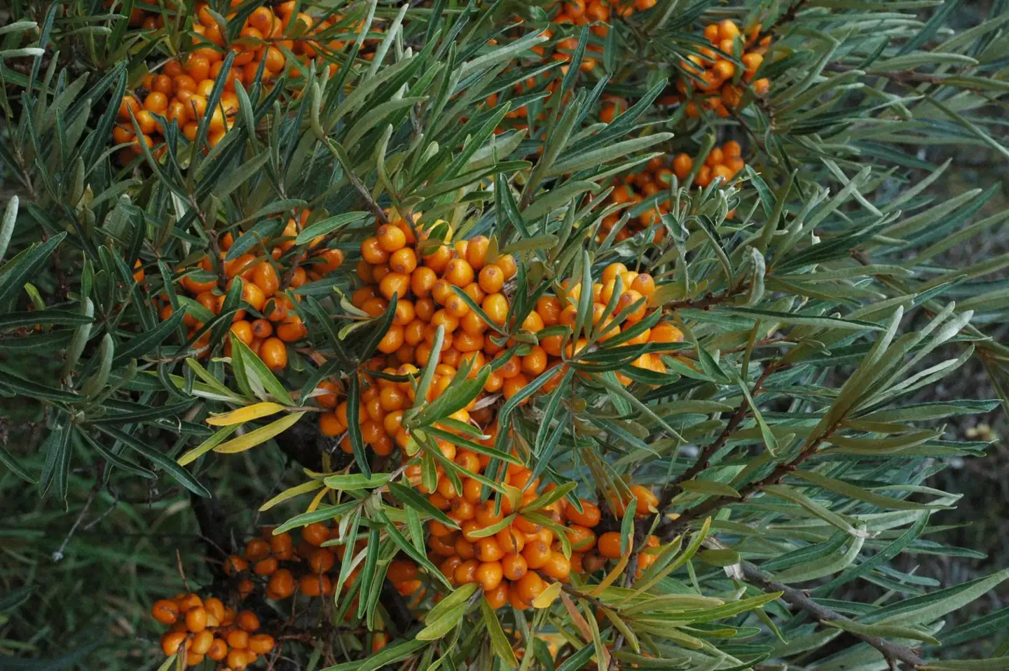 Tyrni 'Terhi' emi 3 l astiataimi Hippophae rhamnoides 'Terhi'