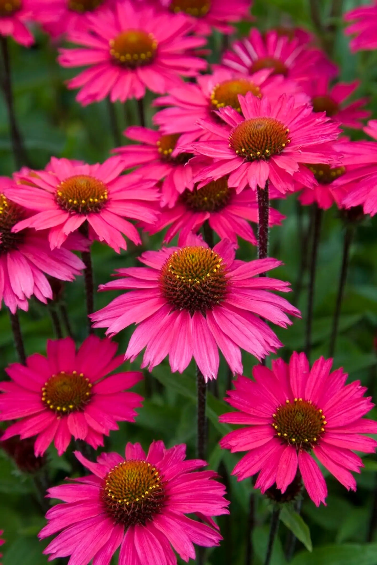 Tarhapunahattu 'Sensation Pink' Echinacea 'Sensation Pink'