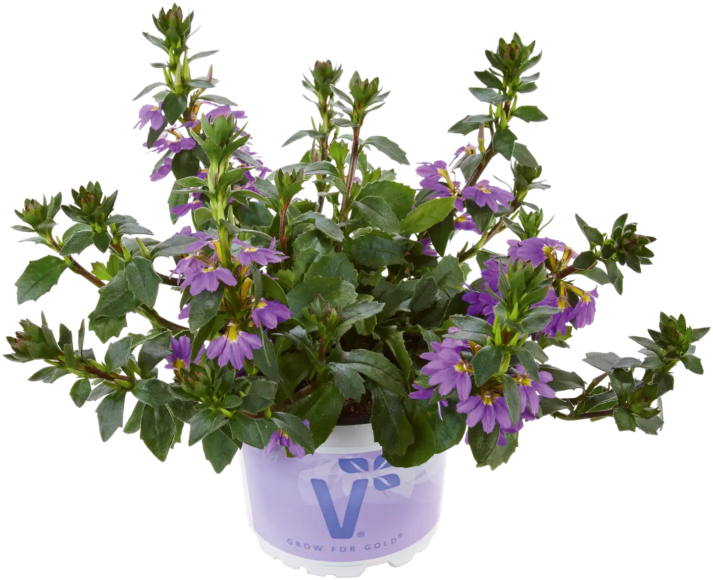 Siniviuhka Scaevola