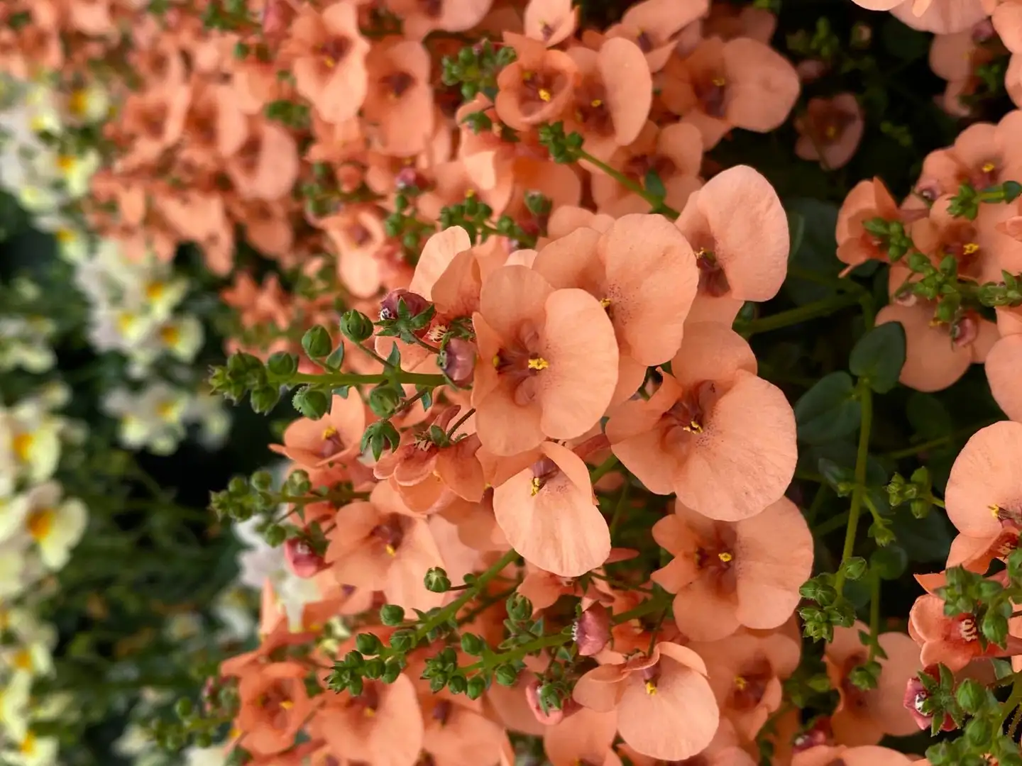 Amppelidiana, Diascia, 12 cm ruukussa - 3