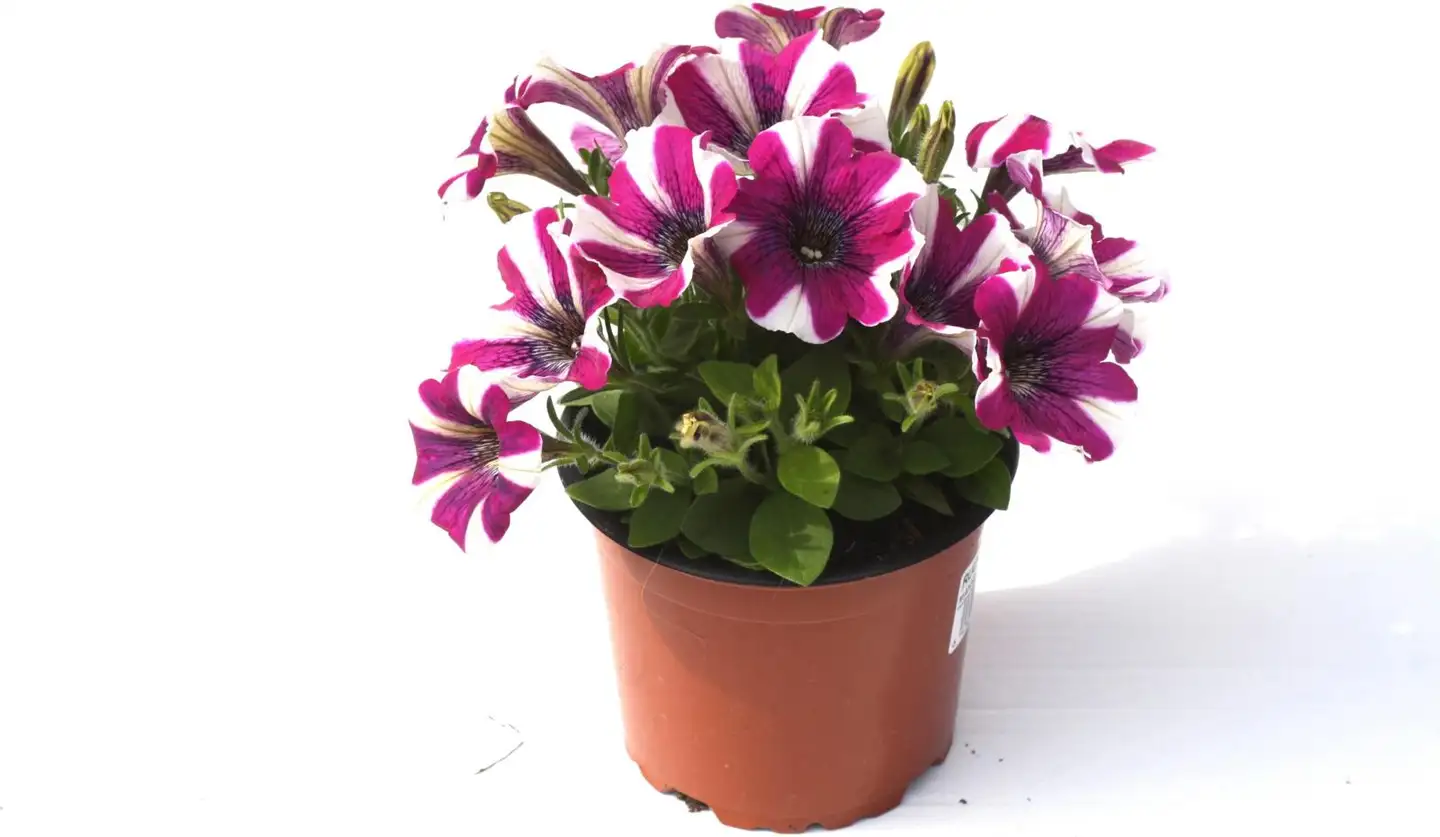 Petunia 11 cm ruukku