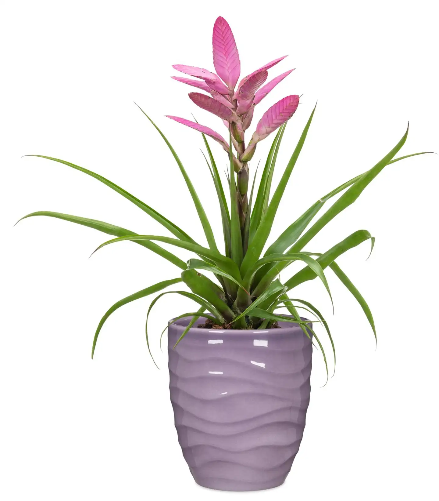 Scheurich orkidearuukku 689 15cm lila - 3