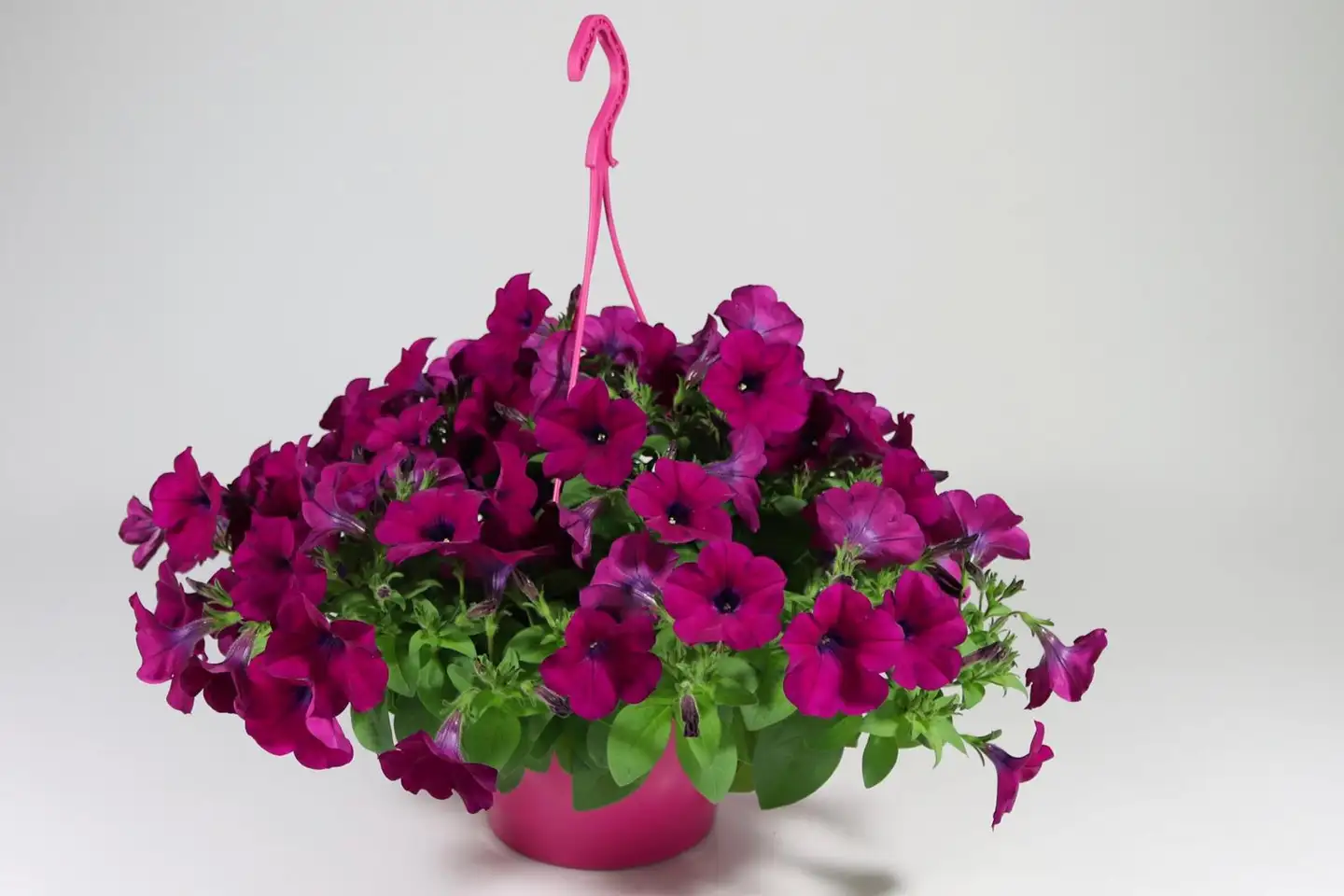 Pink mix amppeli 23 cm - 4