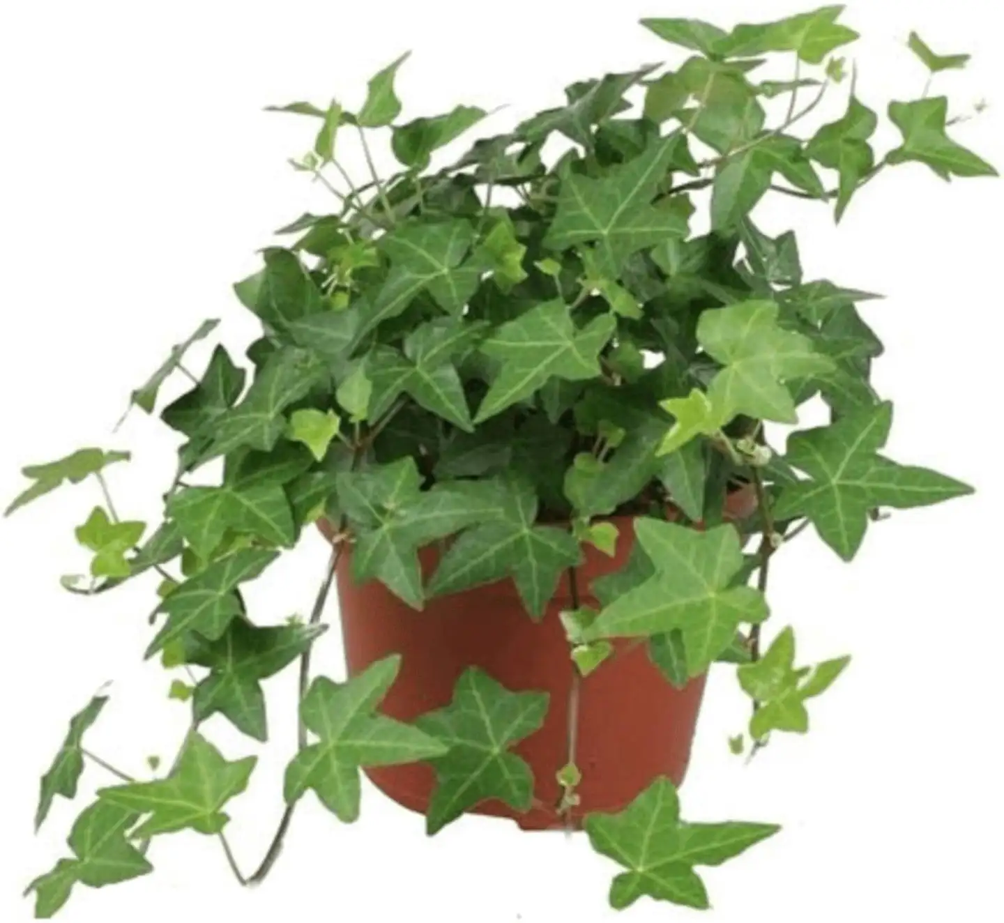 Muratti 11 cm ruukku, Hedera helix