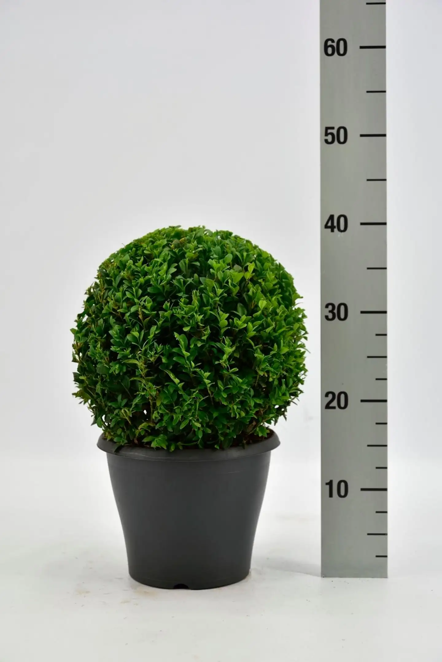 Puksipuu, pallomaisesti muotoiltu, koko 20-25 cm ruukun päältä, kokonaiskorkeus 40cm. Buxus sempervirens