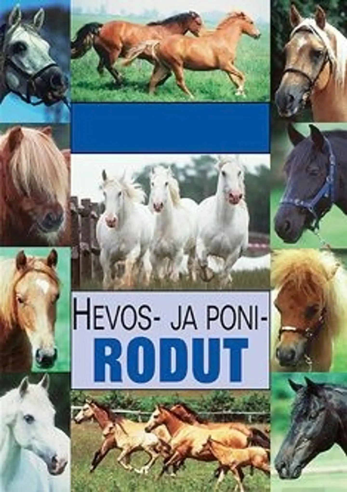 Budd, Hevos- ja ponirodut