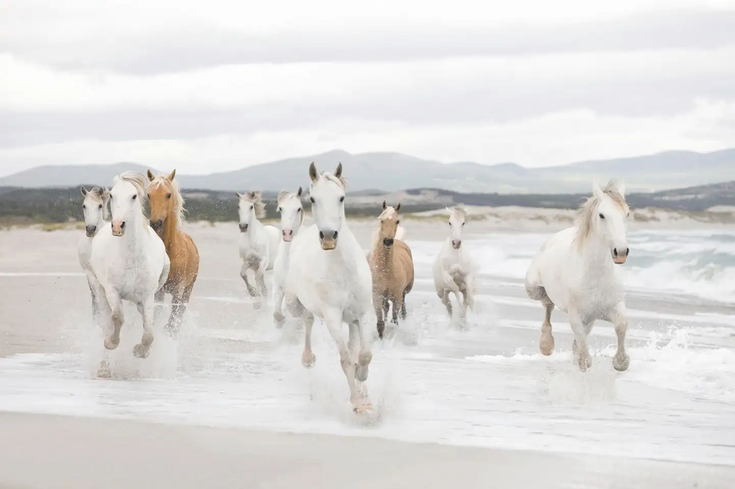 Studio Decor valokuvatapetti 8-986 White Horses 368x254cm - 1