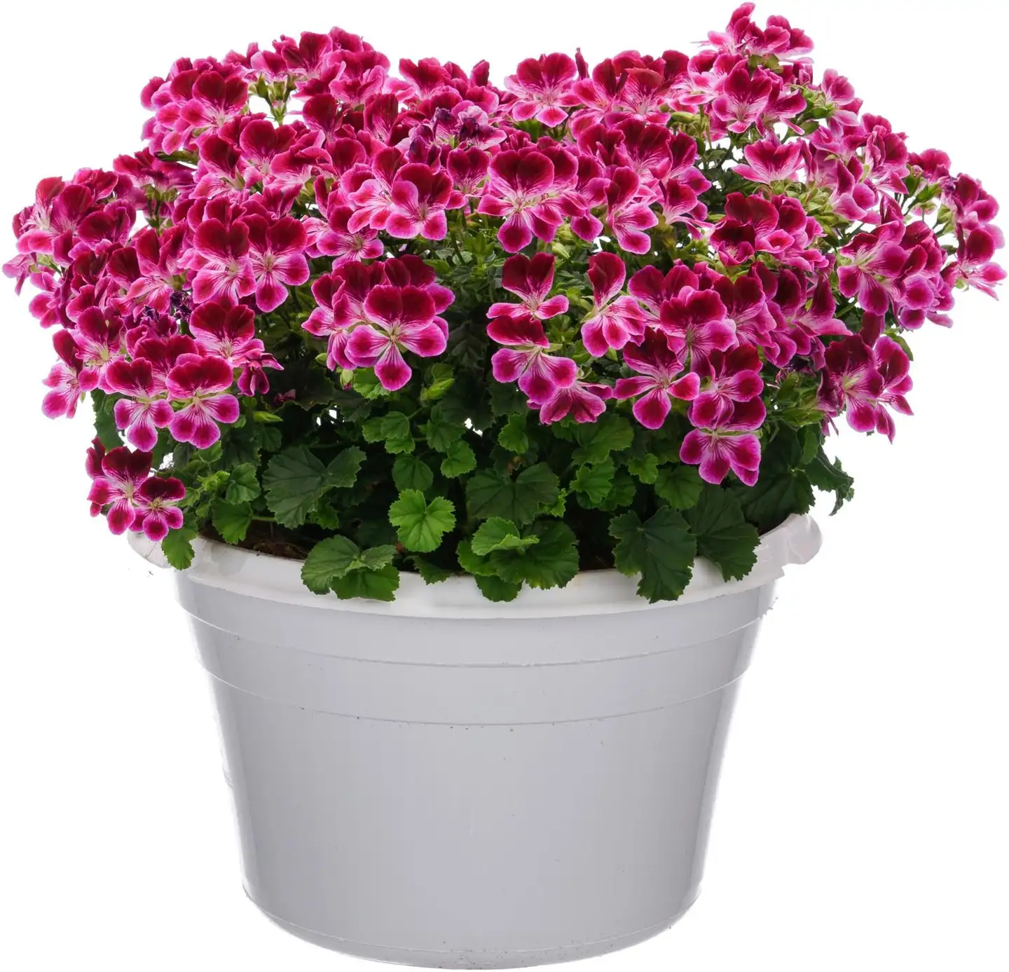 Enkelipelargoni, 12 cm:n ruukku, värisekoitus