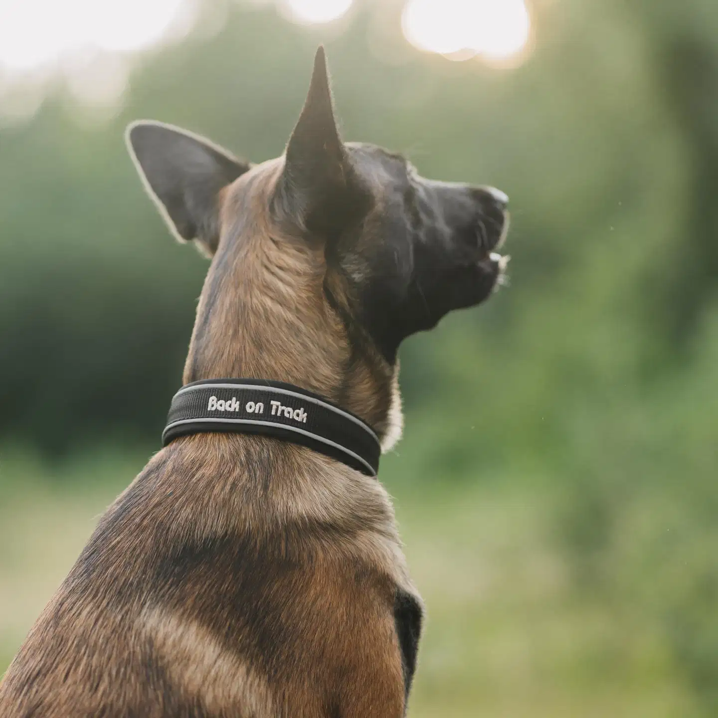 Back on Track Charlie koiran kaulapanta musta 50cm - 5