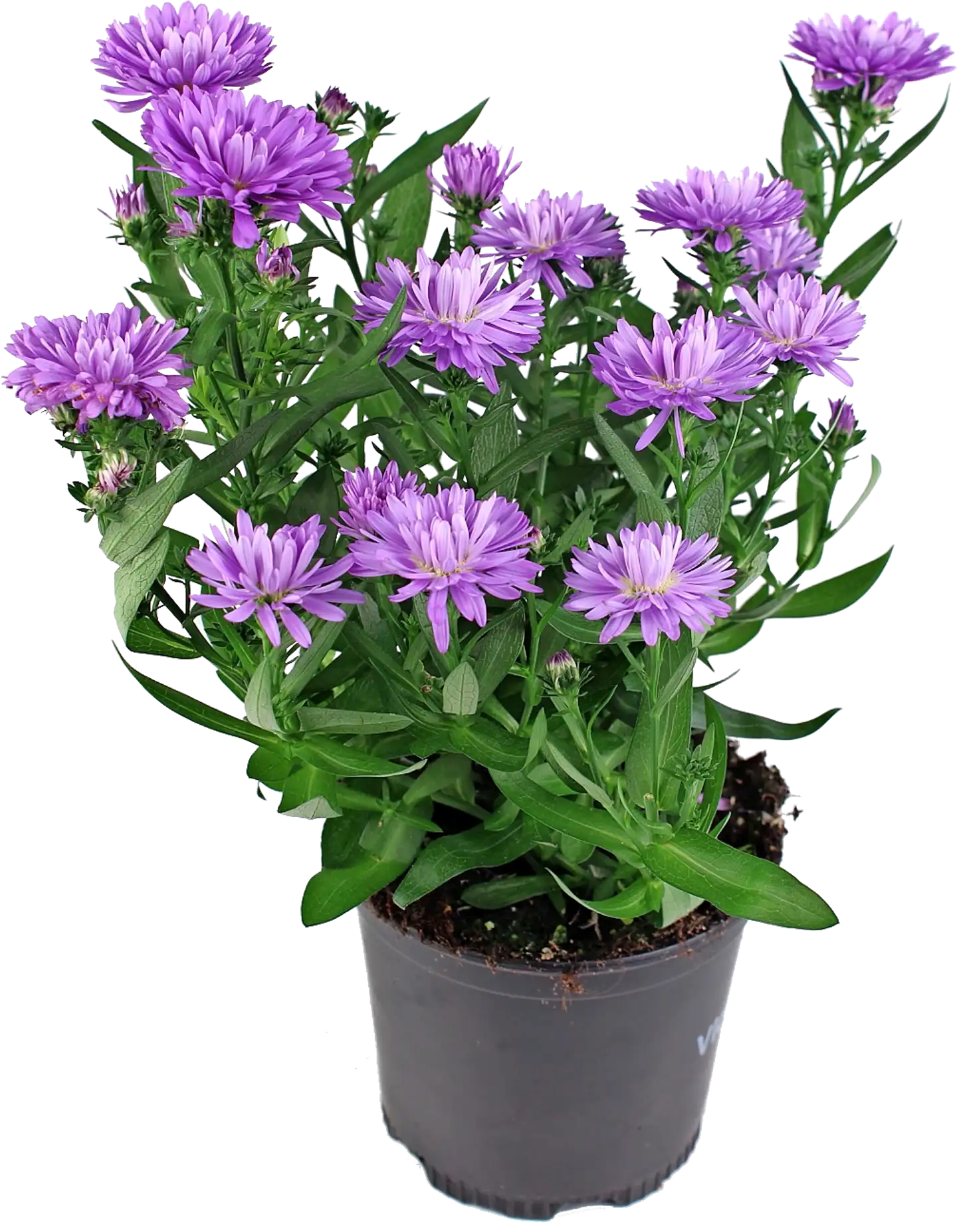 Syysasteri rk 10,5 cm, lajitelma - 2