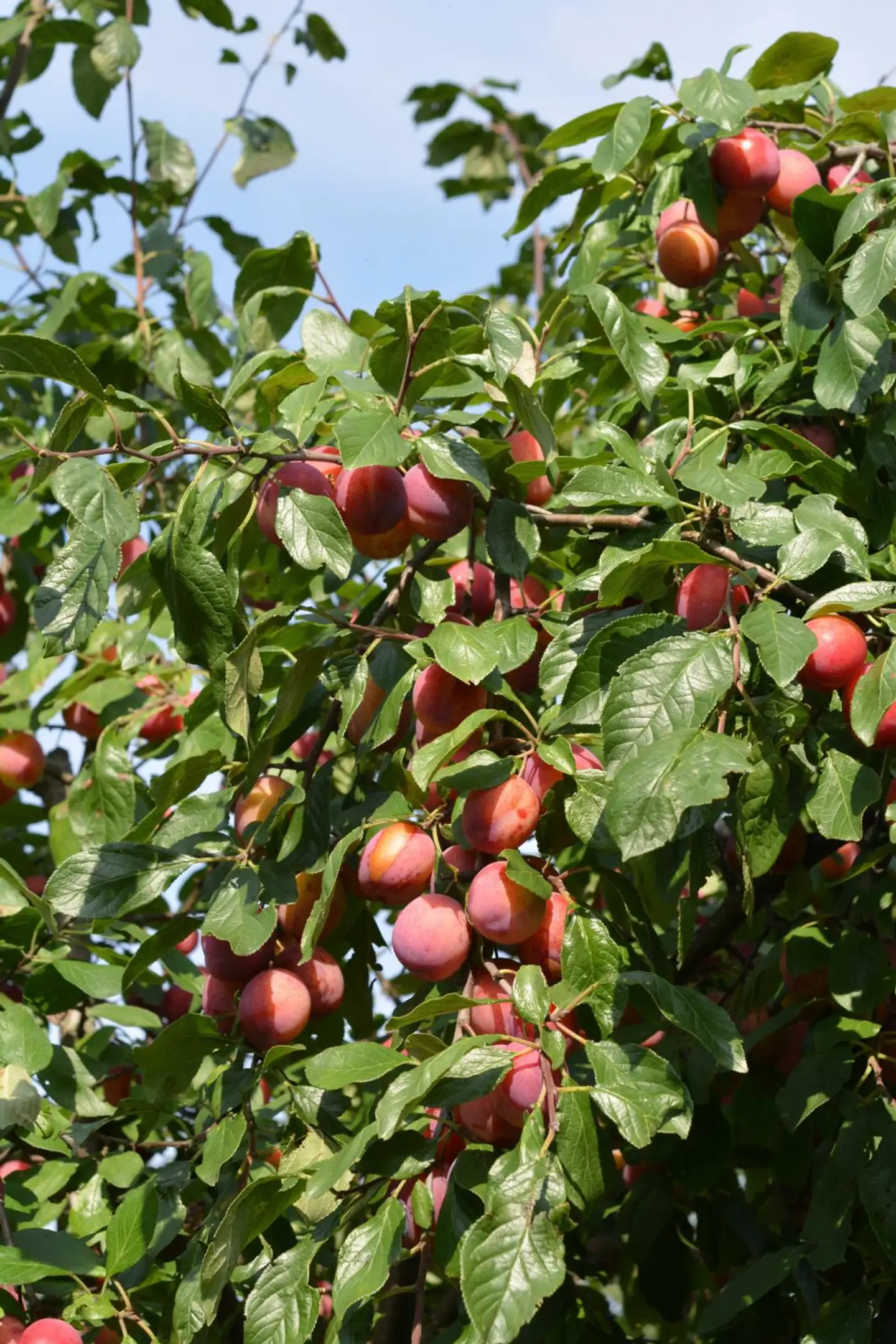 Luumupuu 'Victoria' 7,5 l astiataimi Prunus domestica 'Victoria'