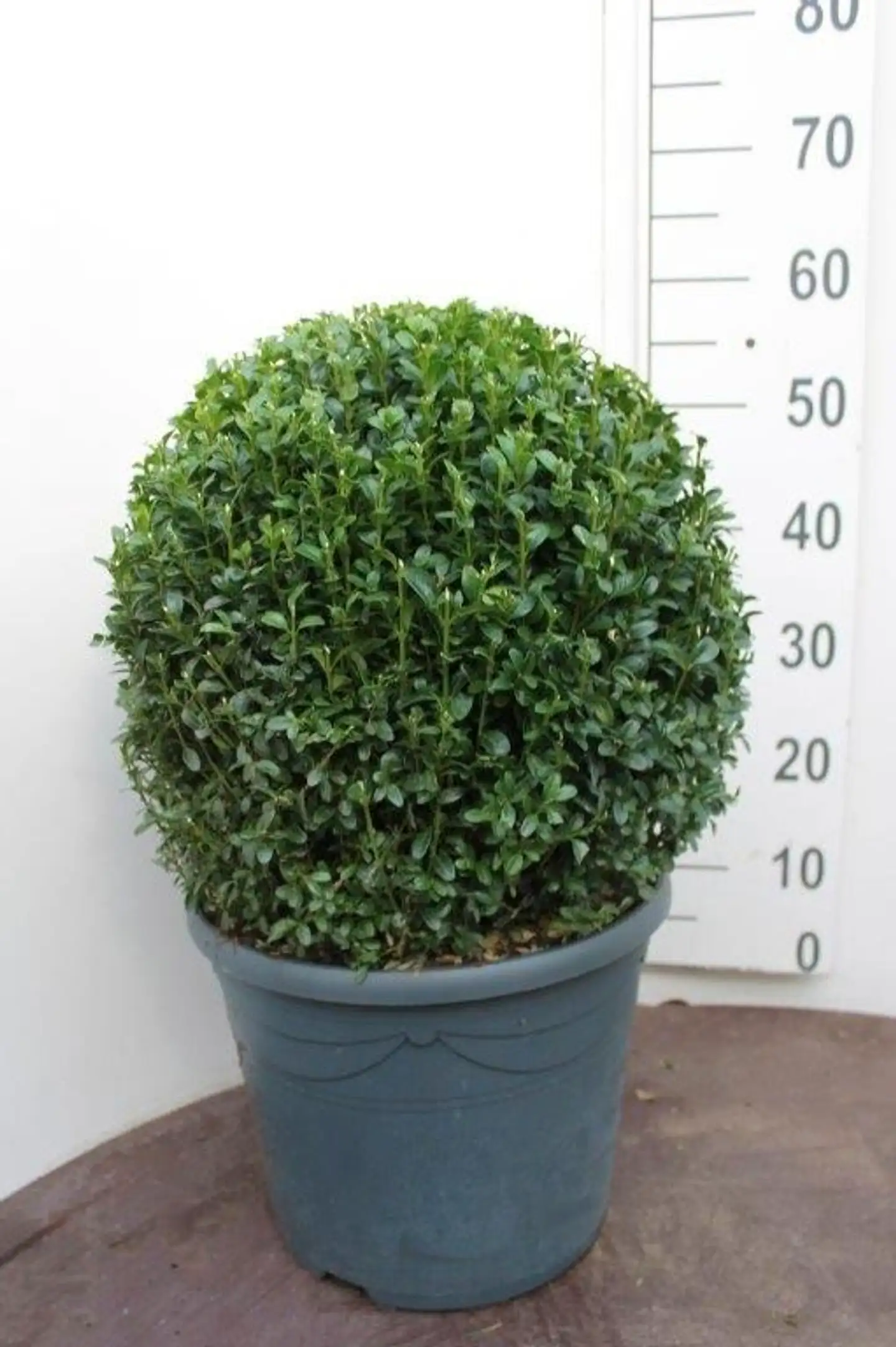 Puksipuu, joko pallomaisesti muotoiltu halkaisija 35-40 cm 12 l tai pyramidiksi muotoiltu 60-70 cm 10 l koristeruukussa. Buxus sempervirens - 1