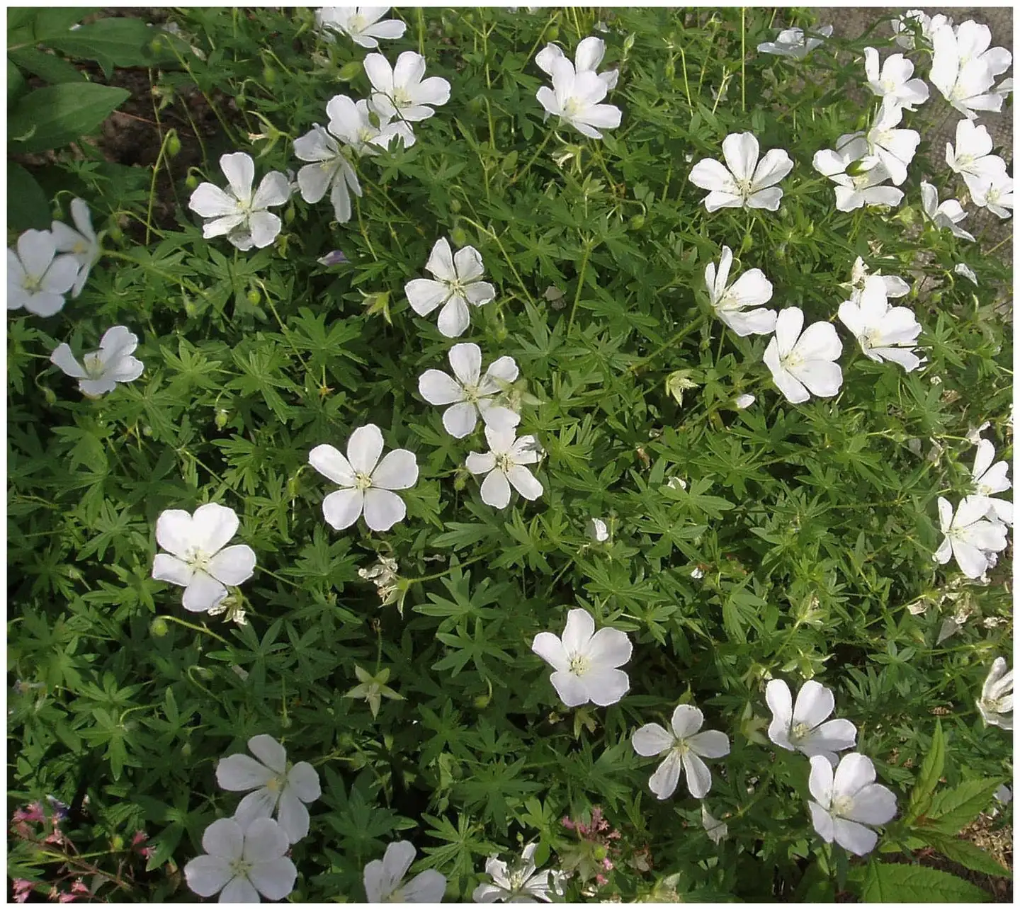 Verikurjenpolvi 'Album' Geranium sanguineum