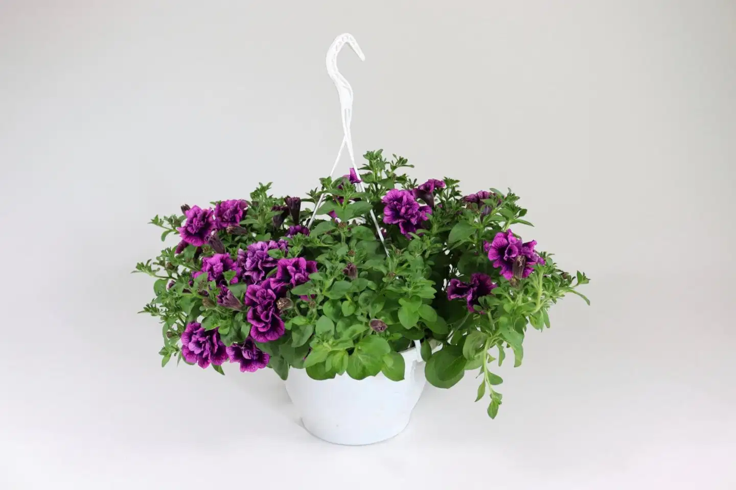 Amppeli kerrotuista lajikkeista, amppelin  halkaisija 23 cm - 1