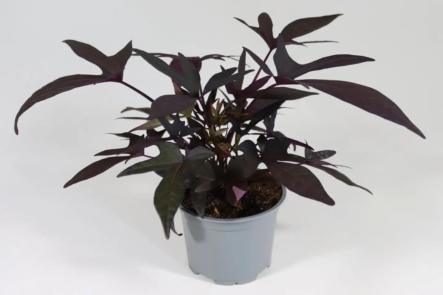 Bataatti 12 cm ruukussa - 1