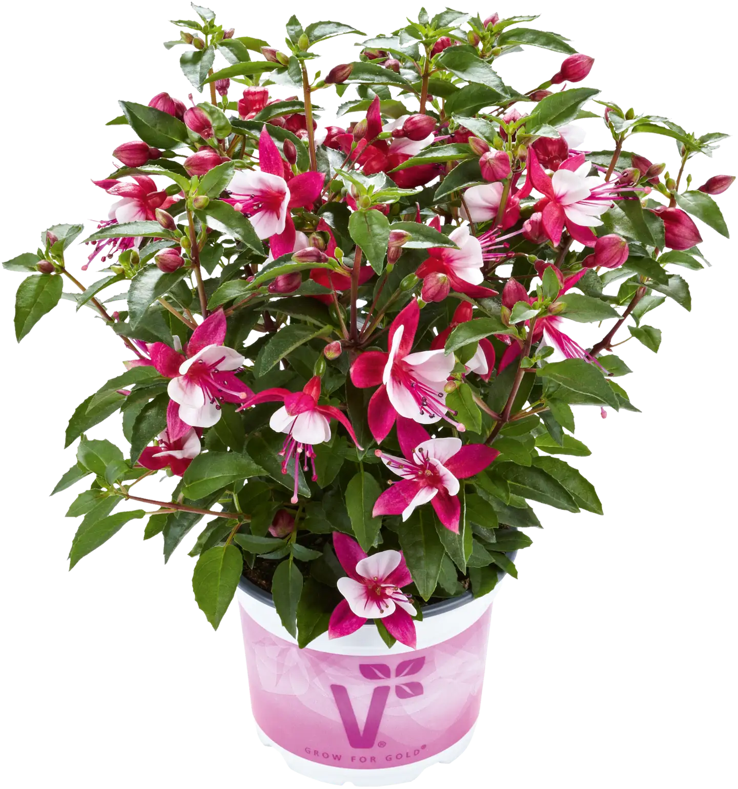 Verenpisara pystykasvuinen 12 cm ruukkussa