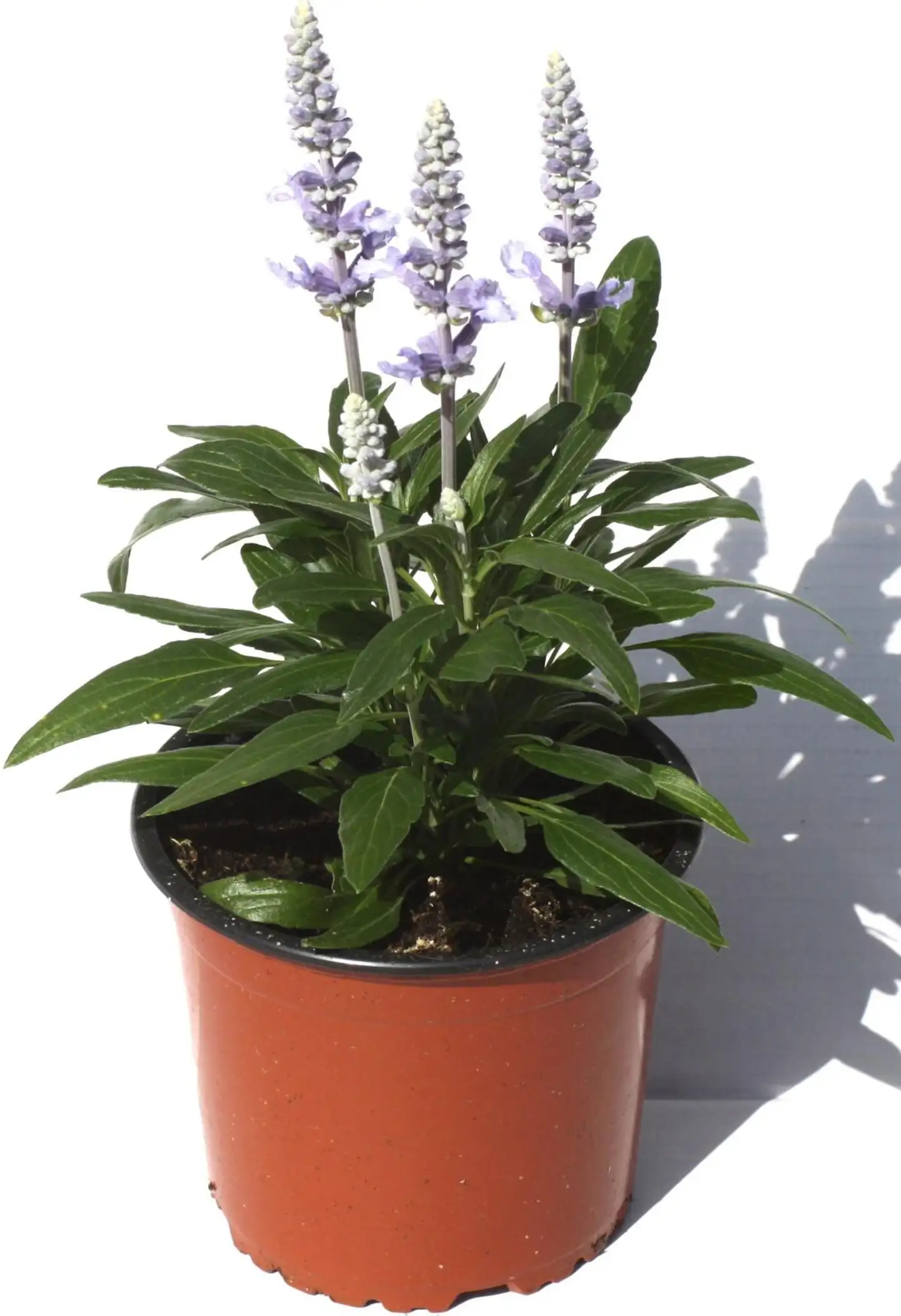 Härmesalvia 13 cm ruukku