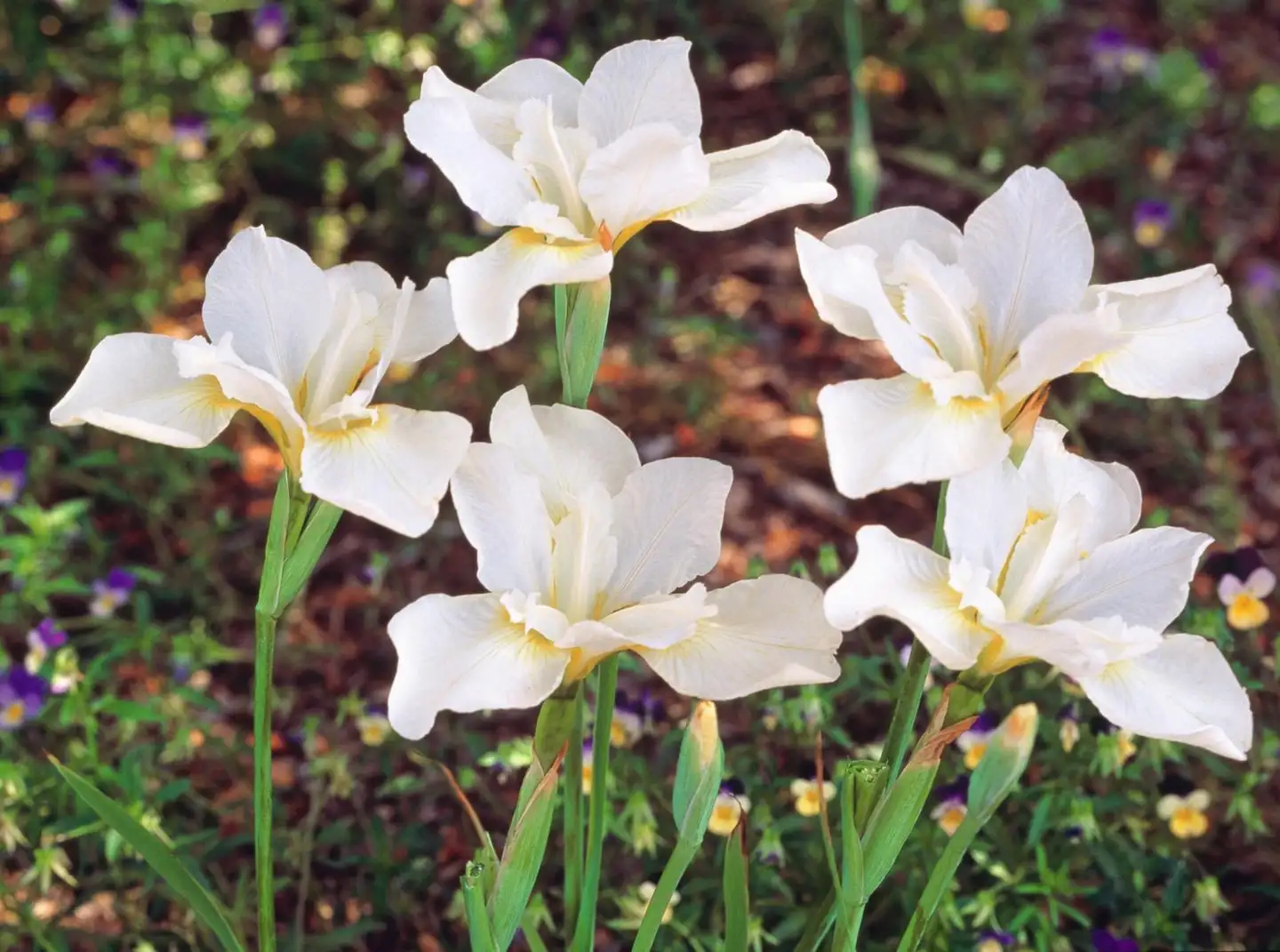 Loistokurjenmiekka 'White Swirl' Iris sibirica 'White Swirl'