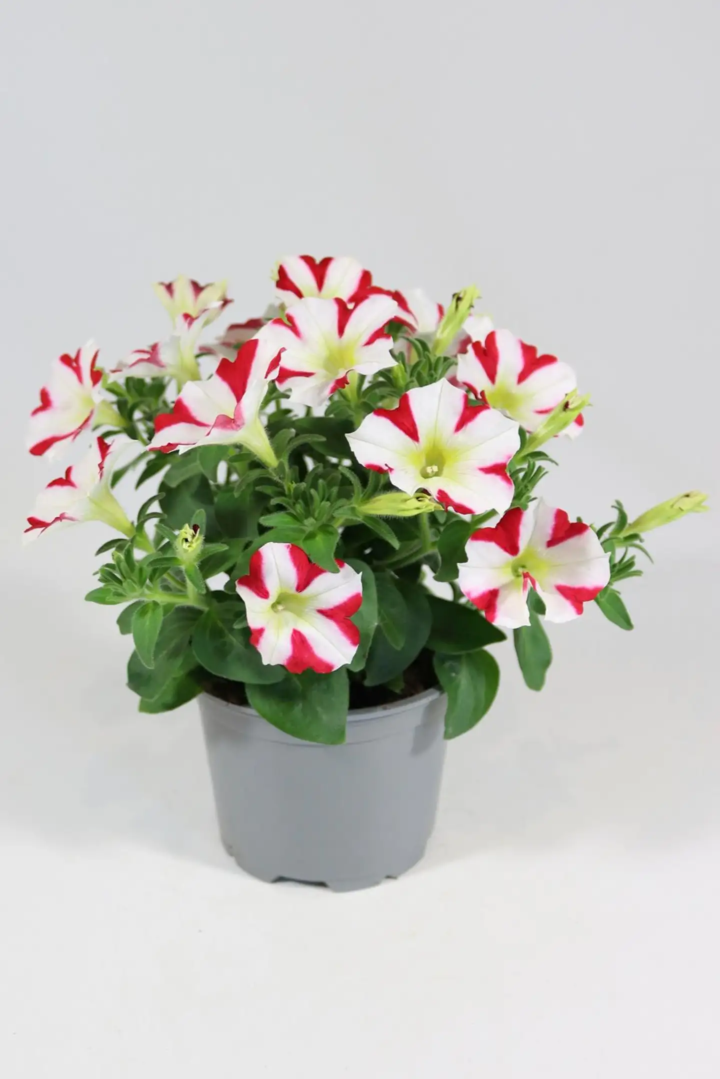 Petunia erikoislajikkeiden mix 12 cm riippuvat amppelilajikkeet - 5