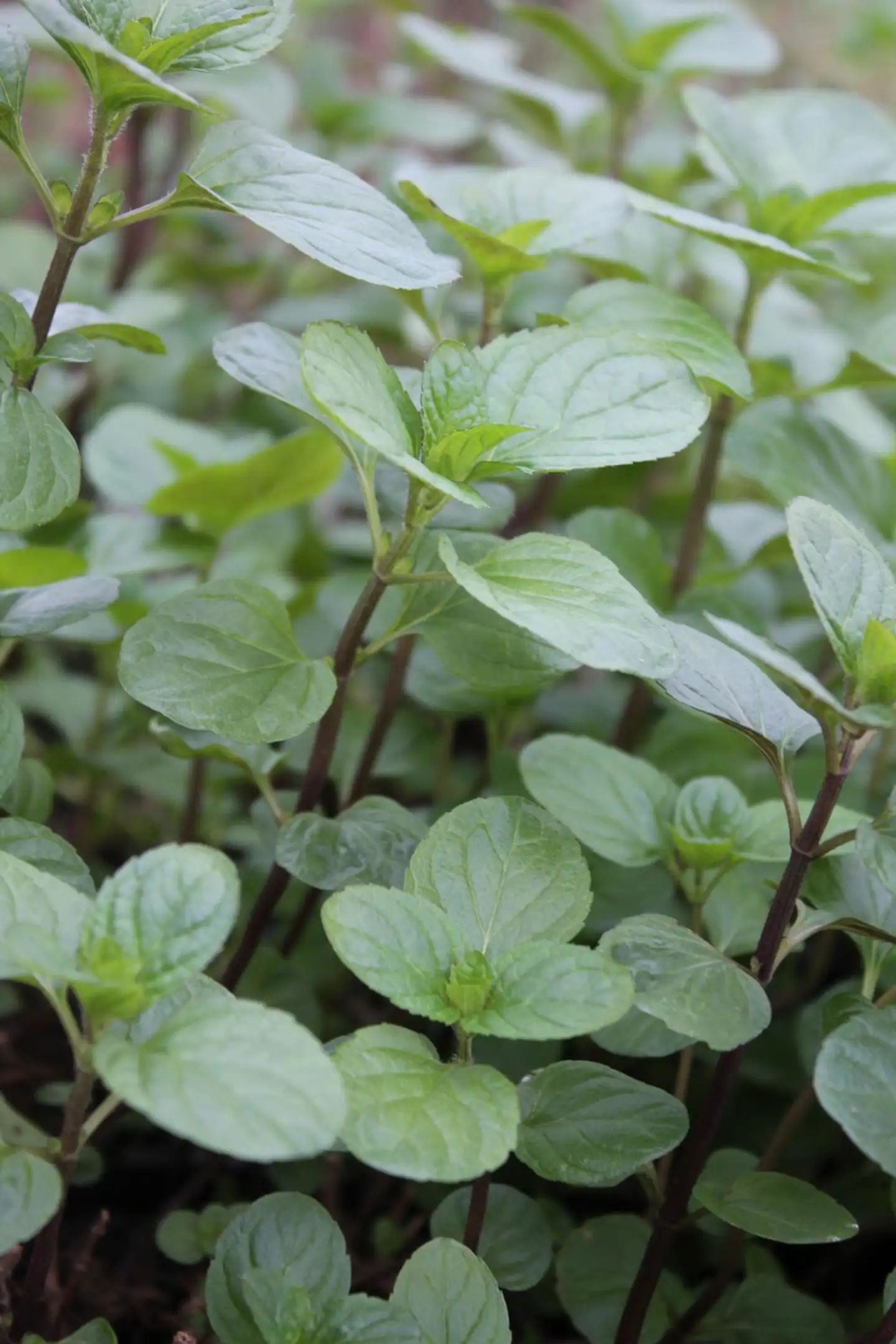 Suklaaminttu Mentha 'Chocolade'