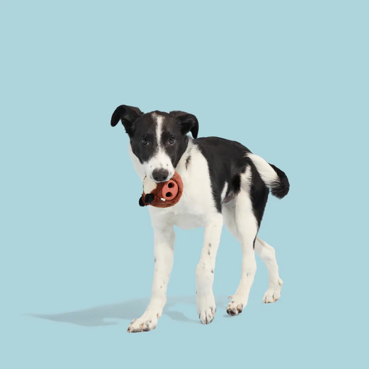 BARK koiranlelu 2in1 Wild Boris M - 2