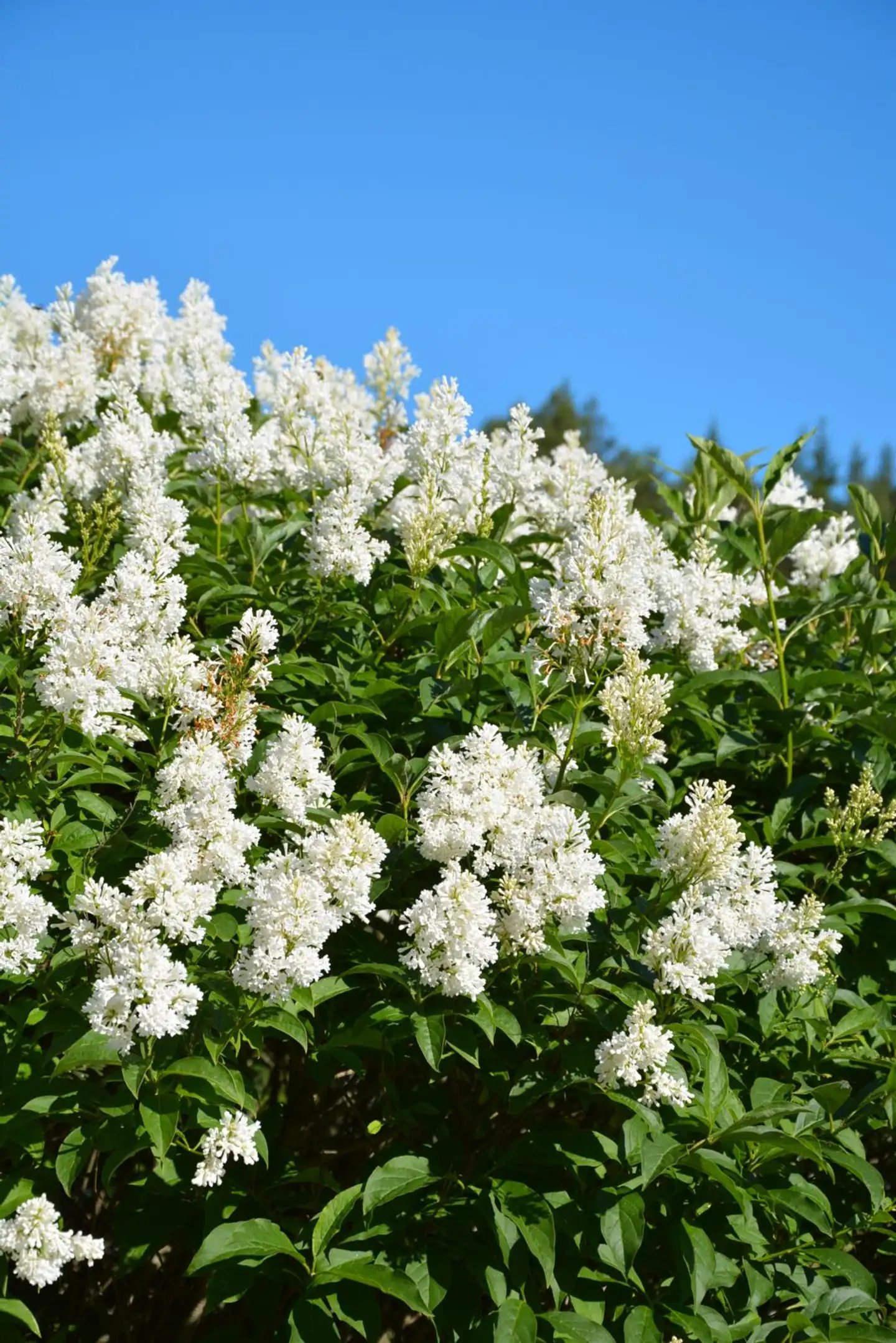 Isabellansyreeni 'Holger' rungollinen astiataimi Syringa x prestoniae 'Holger' - 2