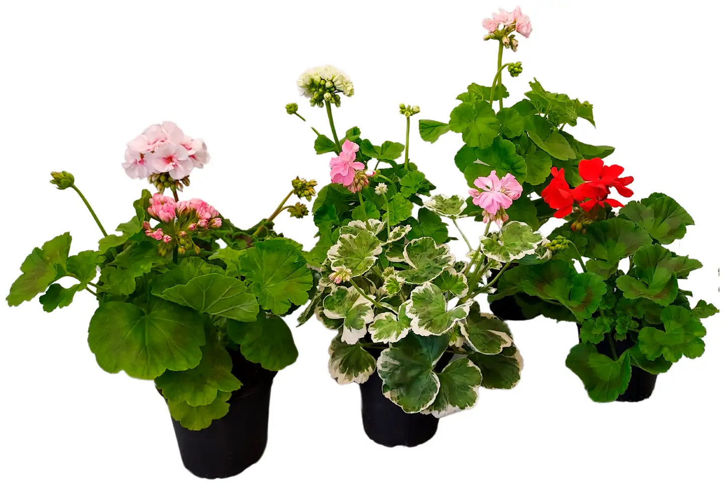 Vanhanajan pelargonia 12 cm - 1