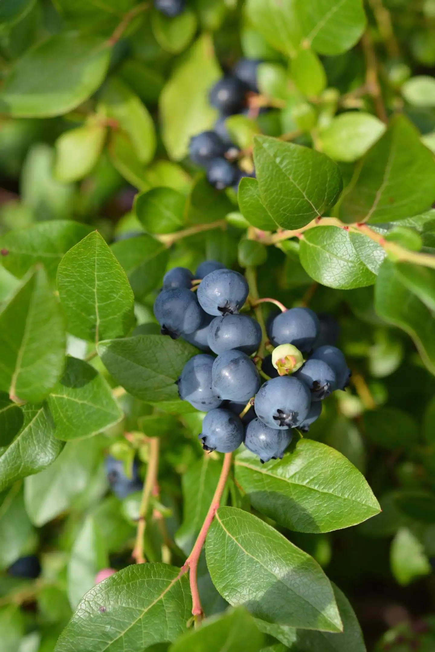 Tarhapensasmustikka 'Alvar' Vaccinium angustifolium 'Alvar', astiataimi 2 L