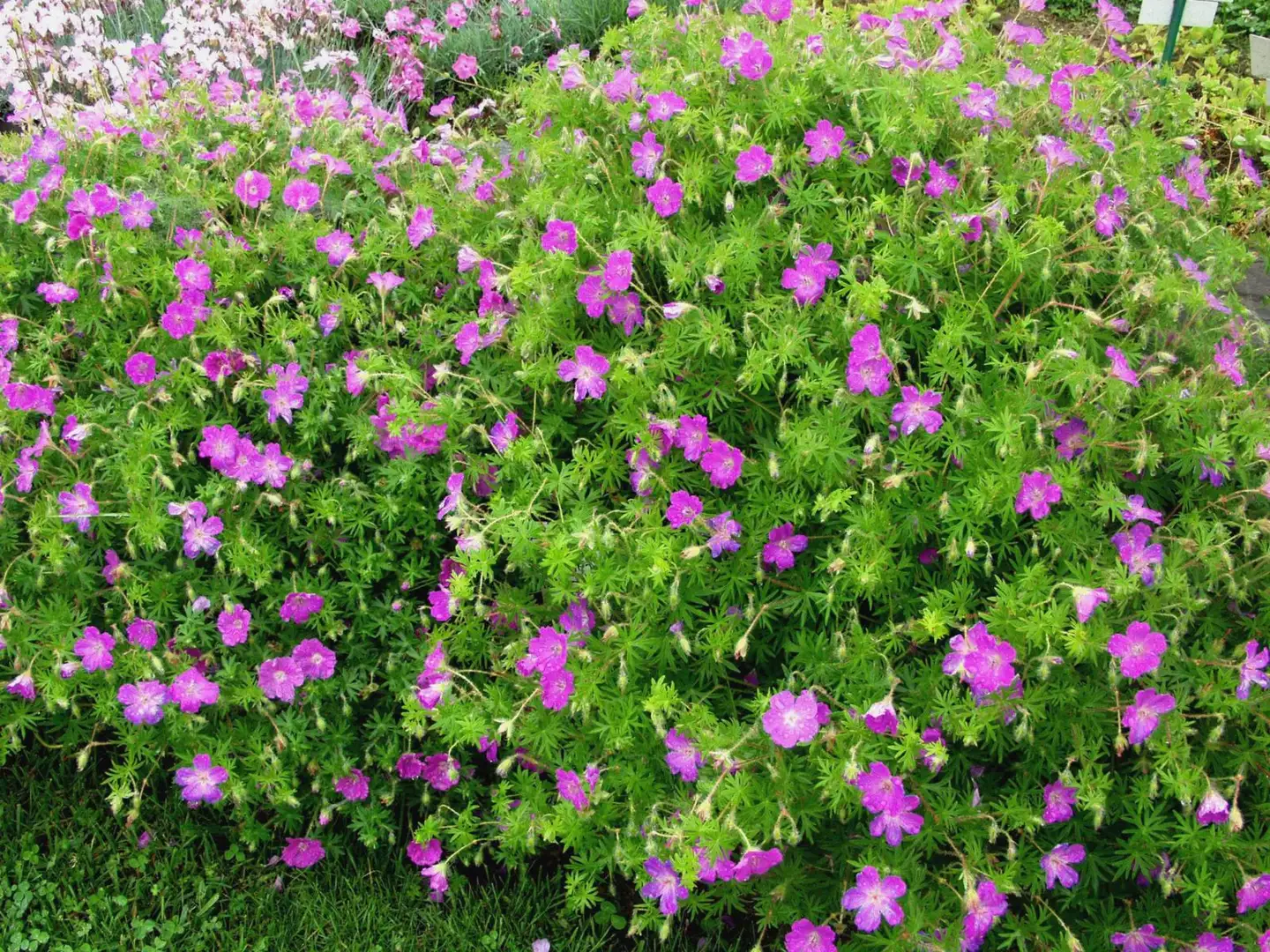 Verikurjenpolvi Geranium sanguineum