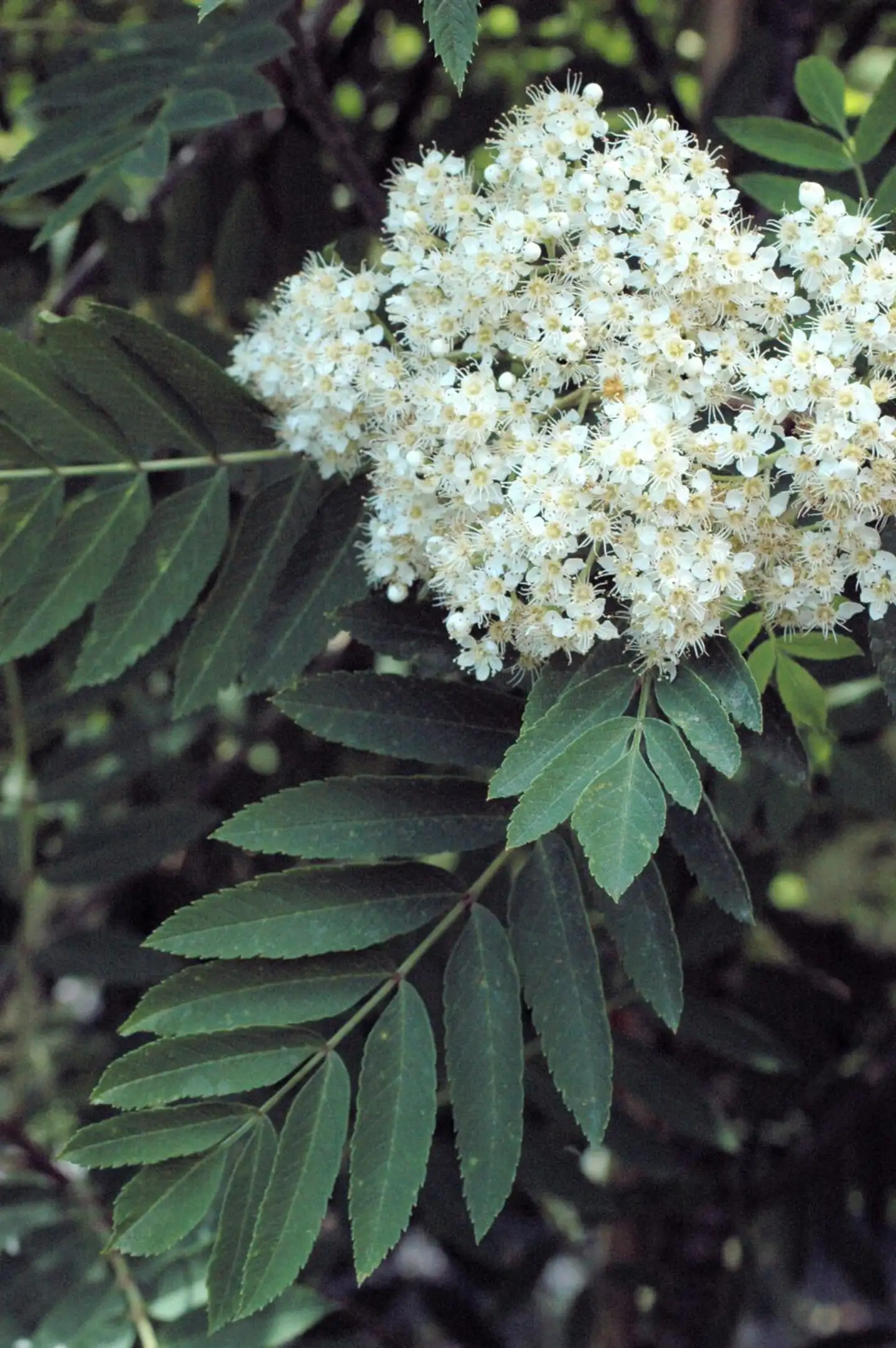 Birgitanpihlaja 150-250 cm astiataimi Sorbus 'Birgitta' - 2