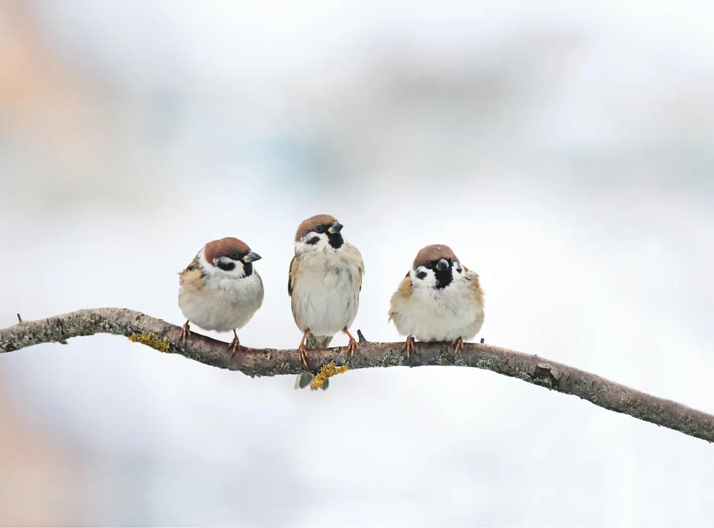 Swissinno Lintujen ruokinta-astia DAVOS SMART BIRDS tummanvihreä - 5