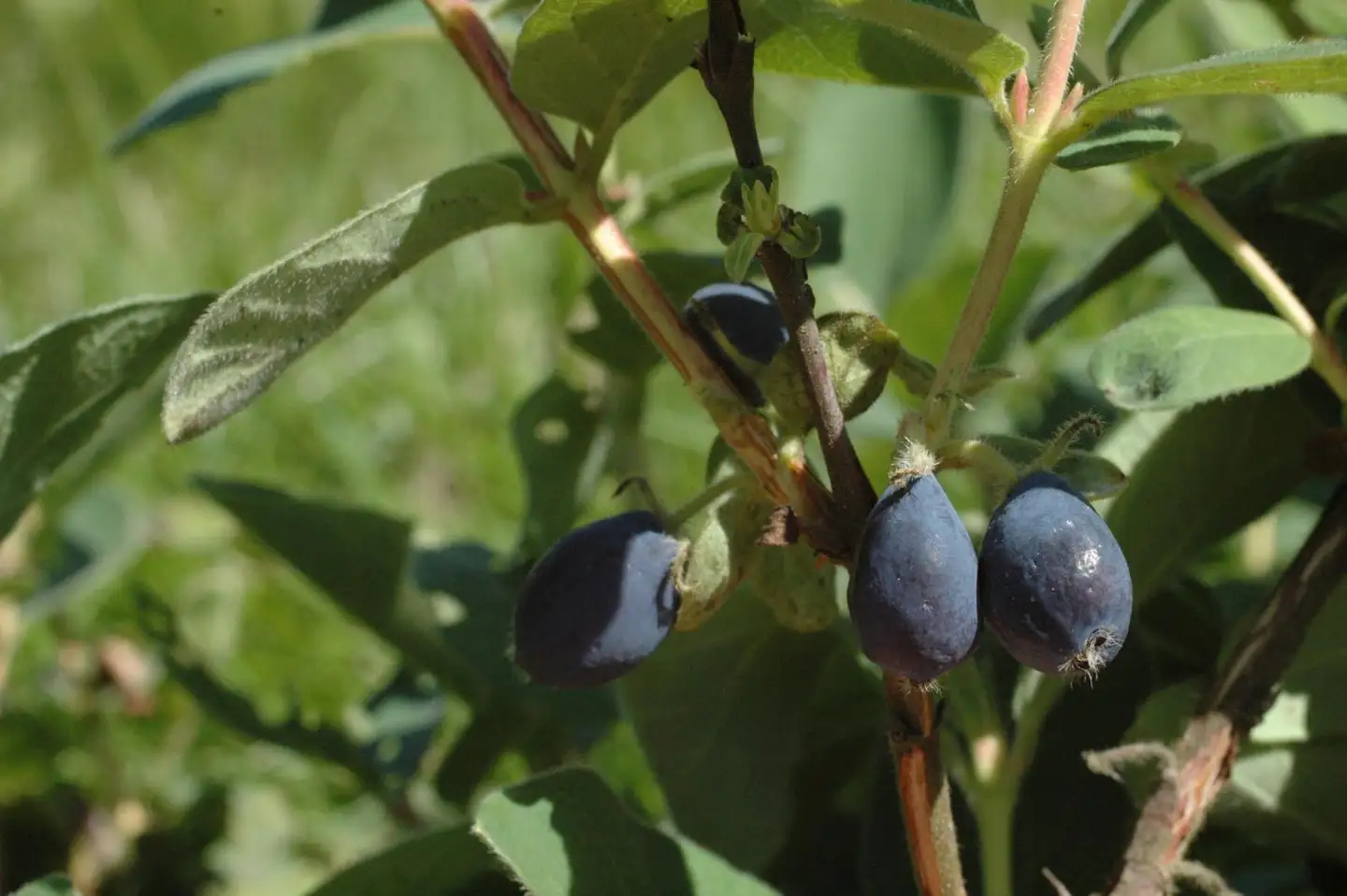 Makeasinikuusama ’Anja’ 3 l astiataimi Lonicera caerulea var. kamtschatica 'Anja' kutsumanimi hunajamarja