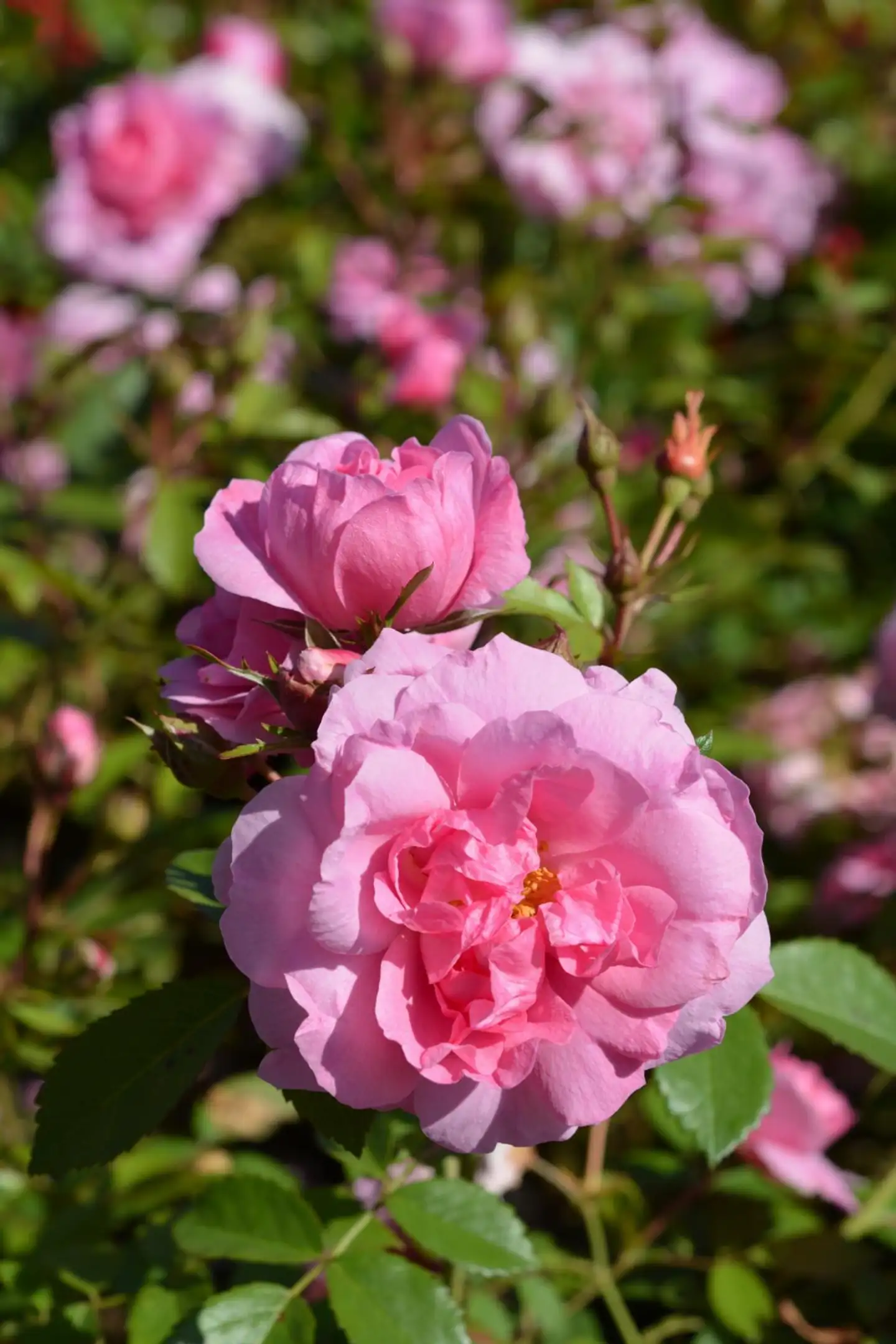 Pilariruusu 'John Davis' 3 l astiataimi Rosa 'John Davis'