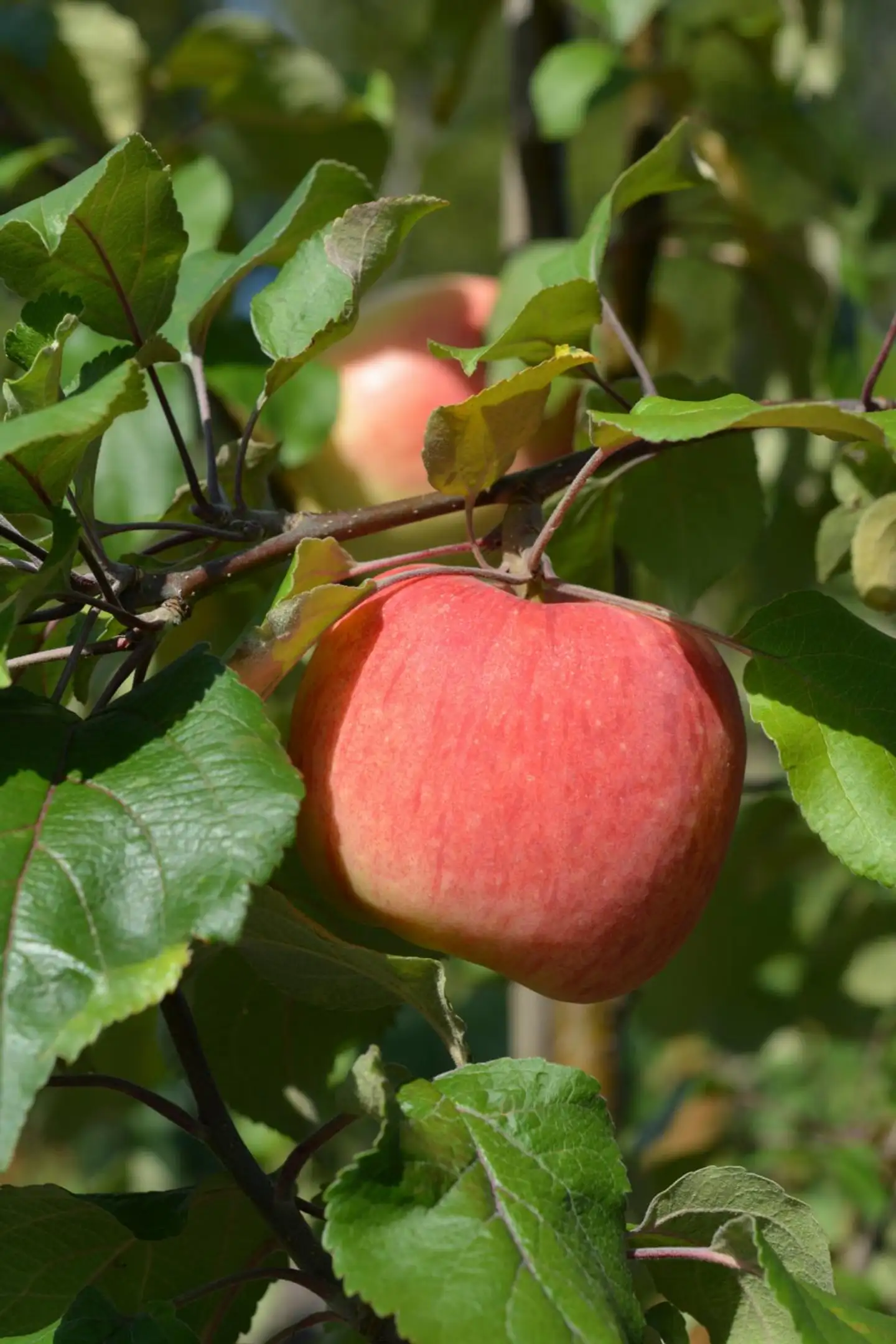 Omenapuu 'Suometar' 7,5 l astiataimi Malus domestica 'Suometar'