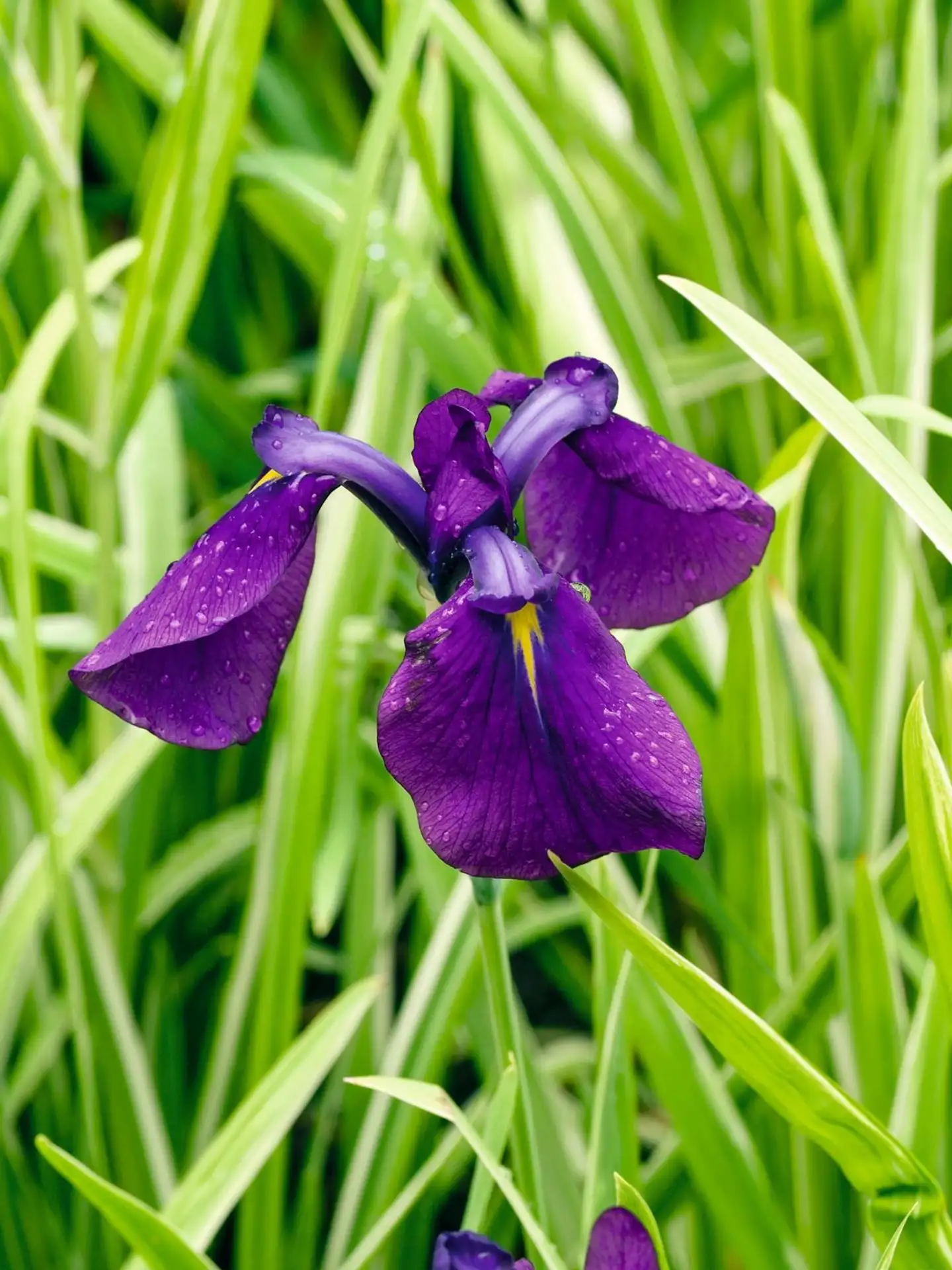 Japaninkurjenmiekka 'Variegata' Iris ensata 'Variegata'