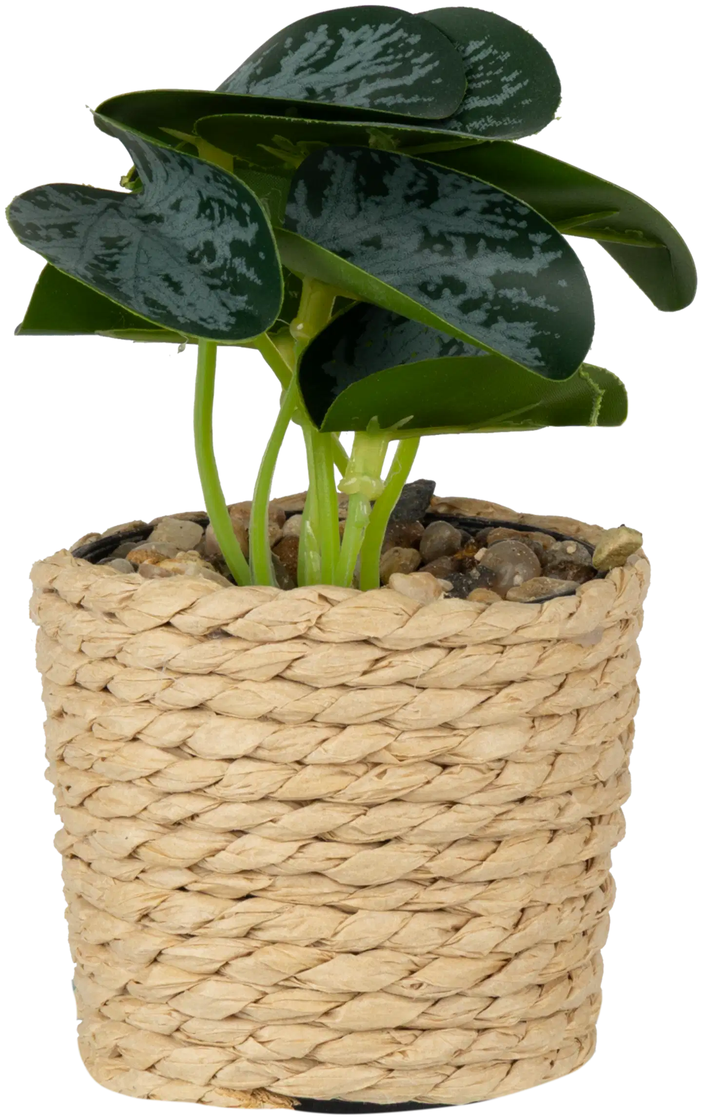 Koristekasvi 6,7x12 cm