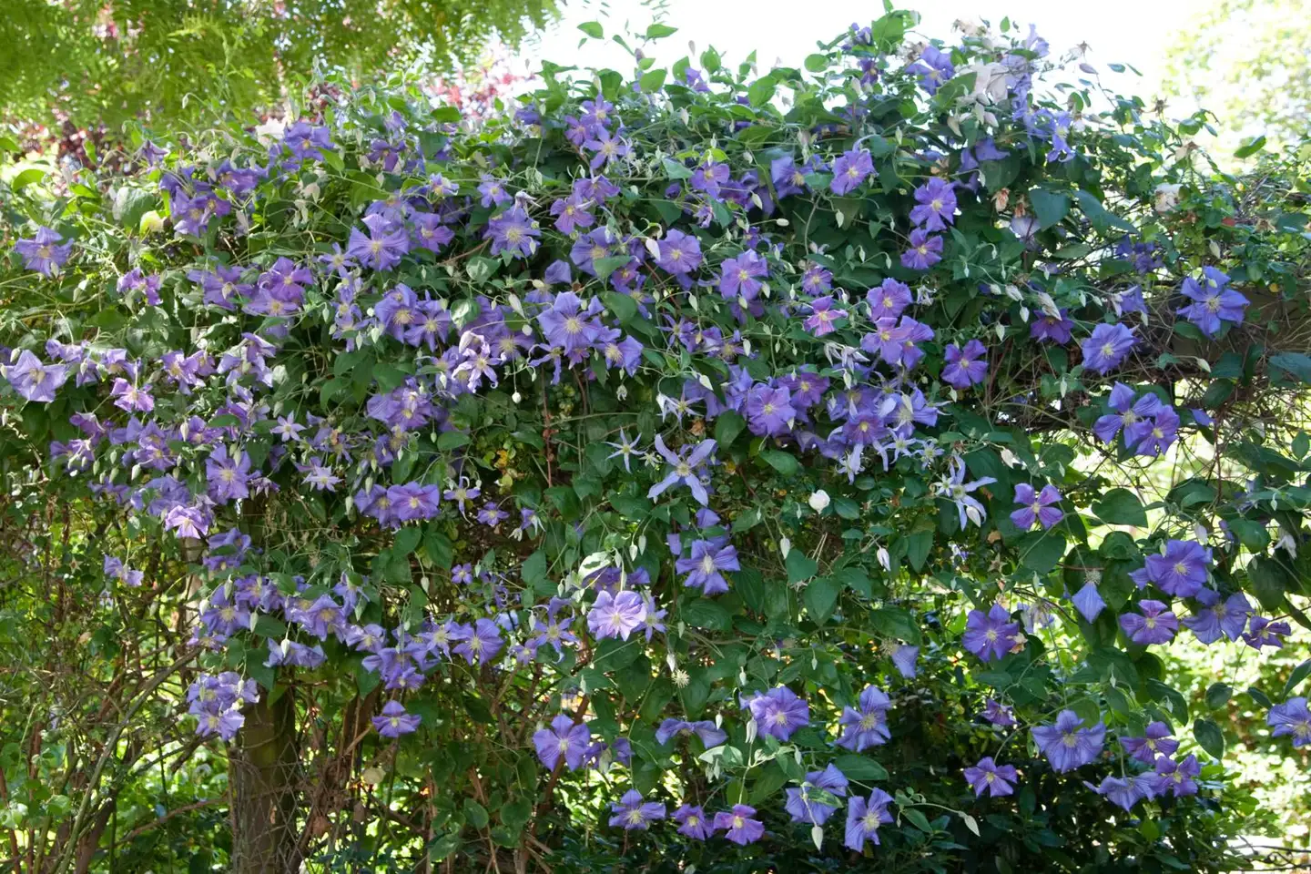 Patiokärhö So Many Blue Flowers