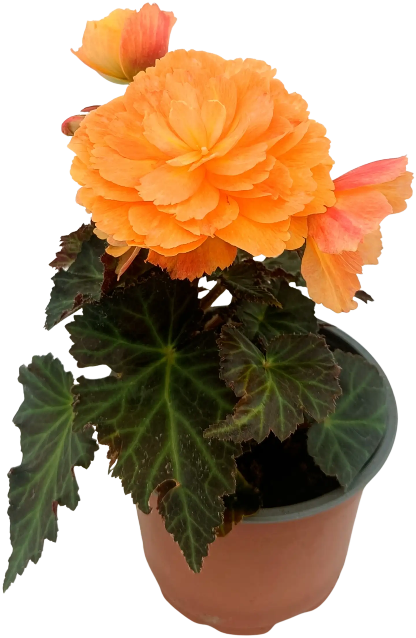 Tarhabegonia 12 cm ruukussa. Begonia x hybrida - 1