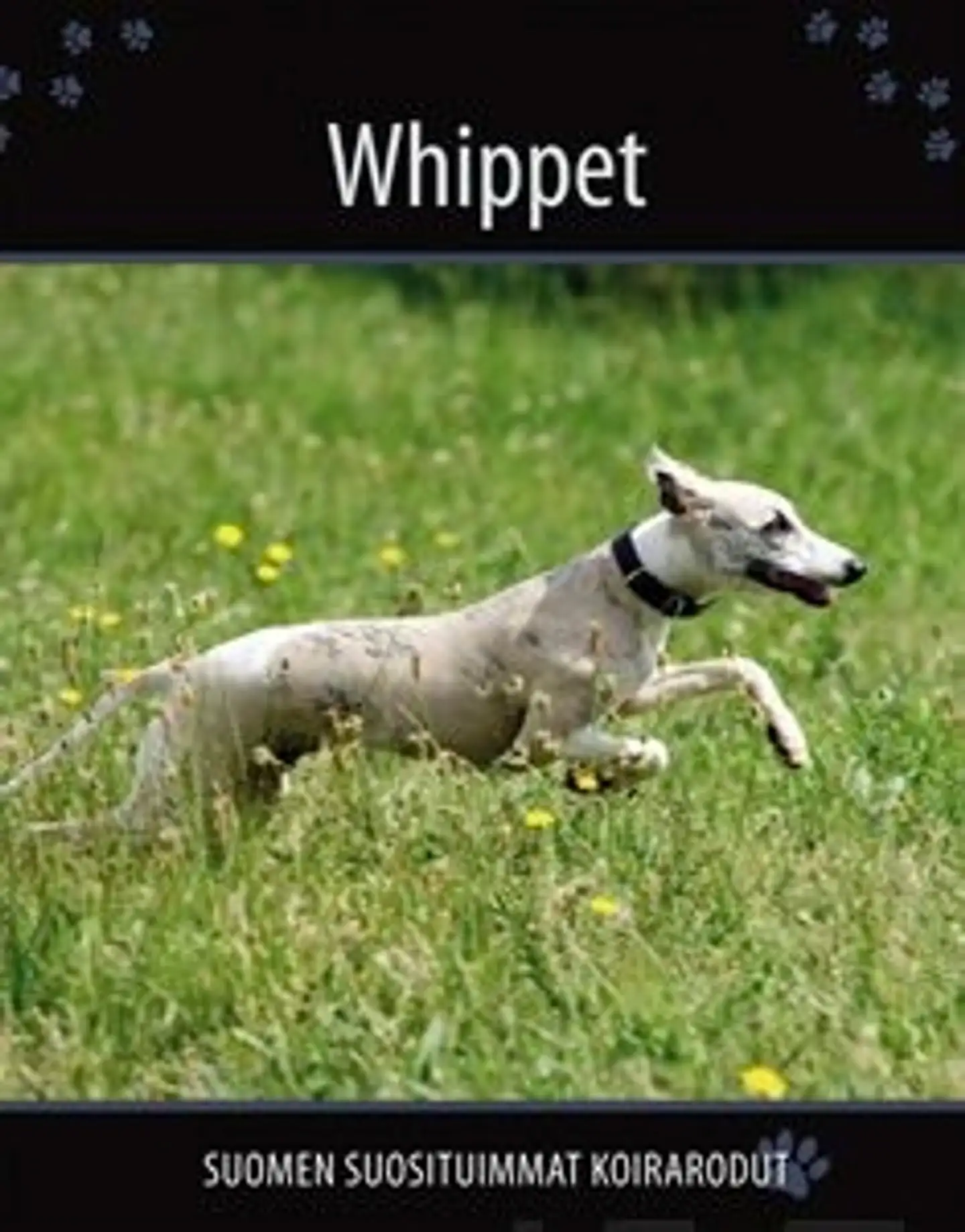 Whippet