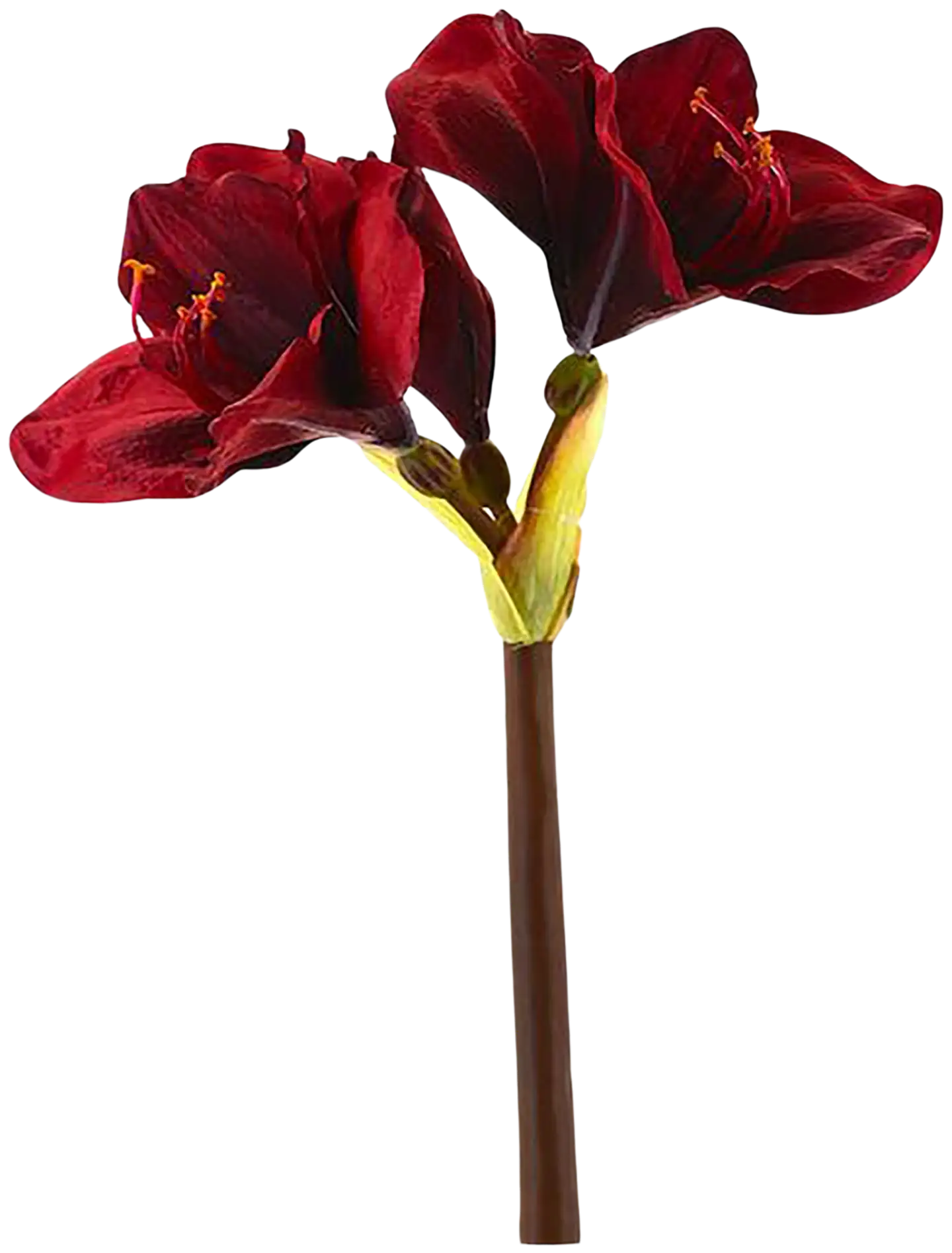 AmandaB amaryllis punainen 50 cm