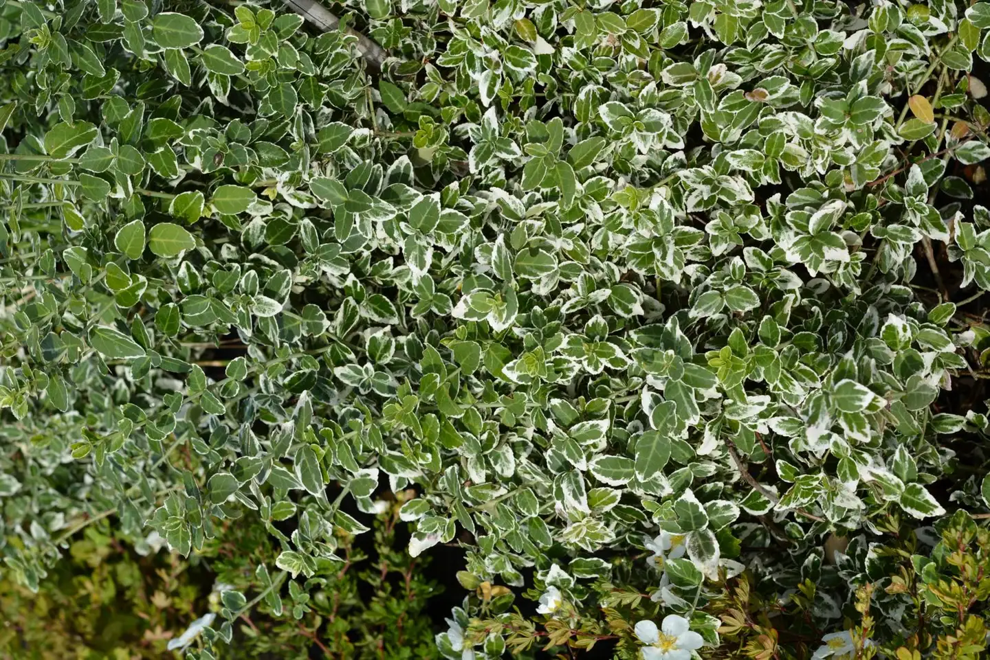 Suikerosorvarinpensas 'Variegata' 3 l astiataimi, Euonymus fortunei 'Variegata'