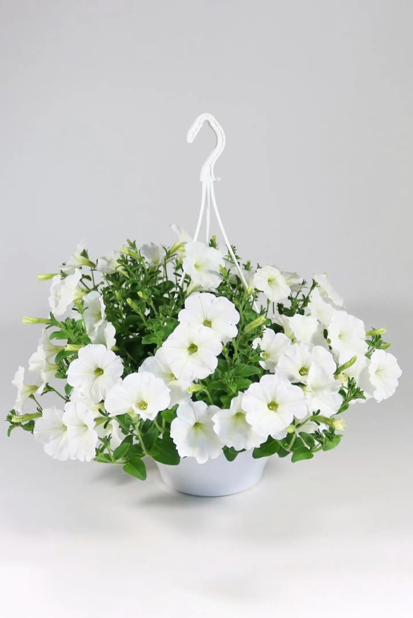 Petunia isokukallinen -amppeli 23 cm - 4