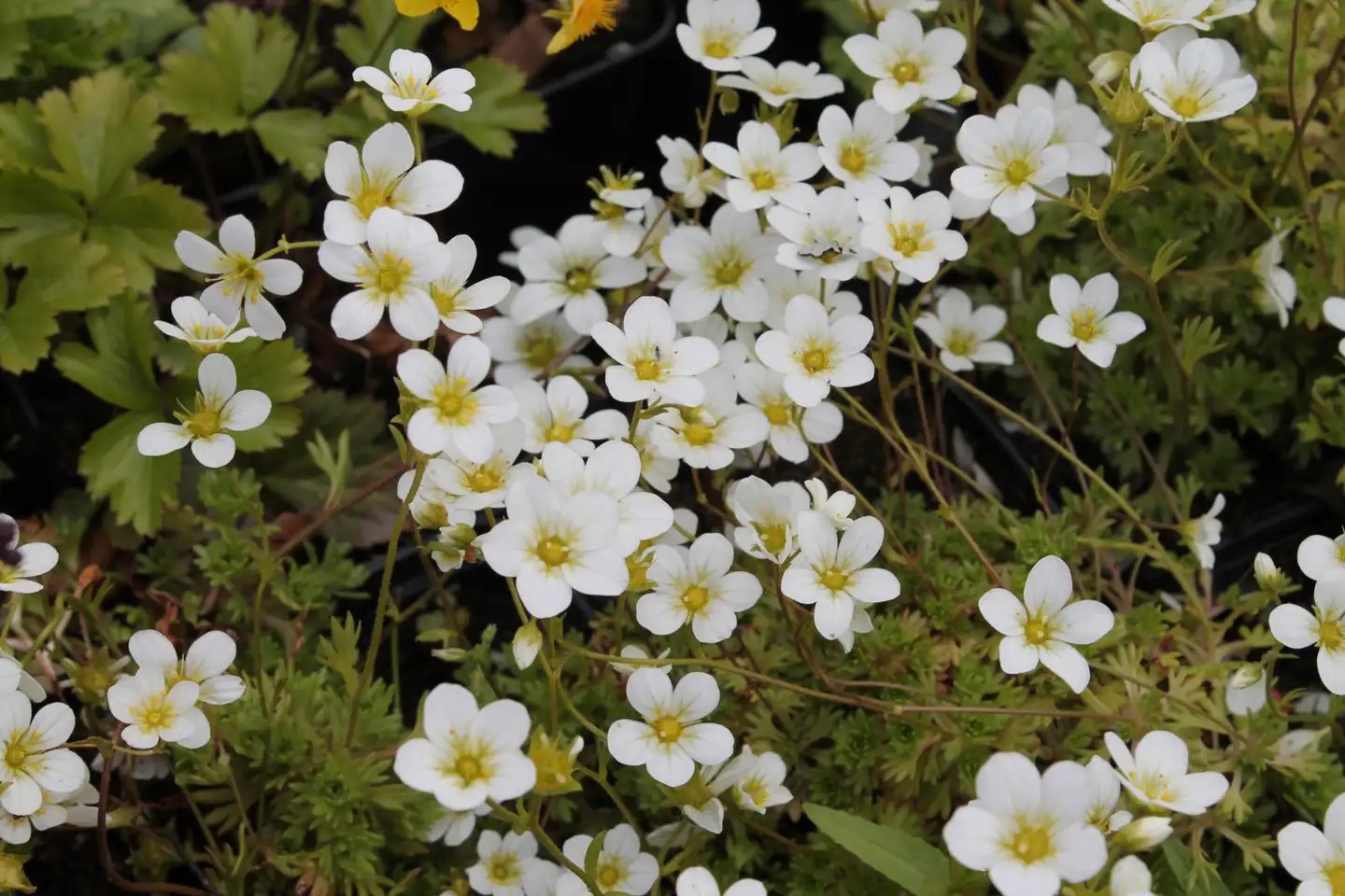 Patjarikko 'Schneeteppich' Saxifraga x arendsii