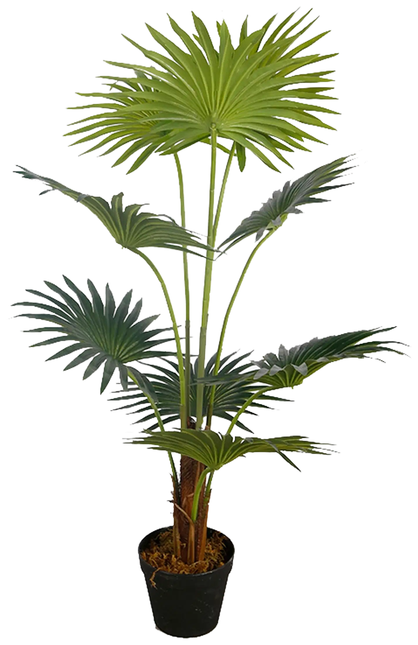 Lykke tekokasvi fan palm 100cm - 1