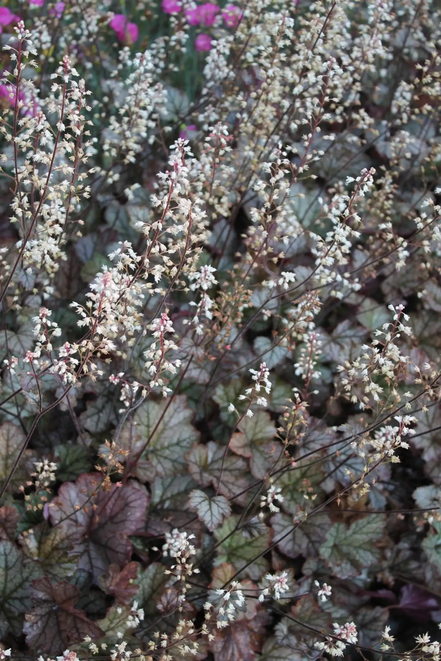 Haltiankukka 'Twilight' Heucherella